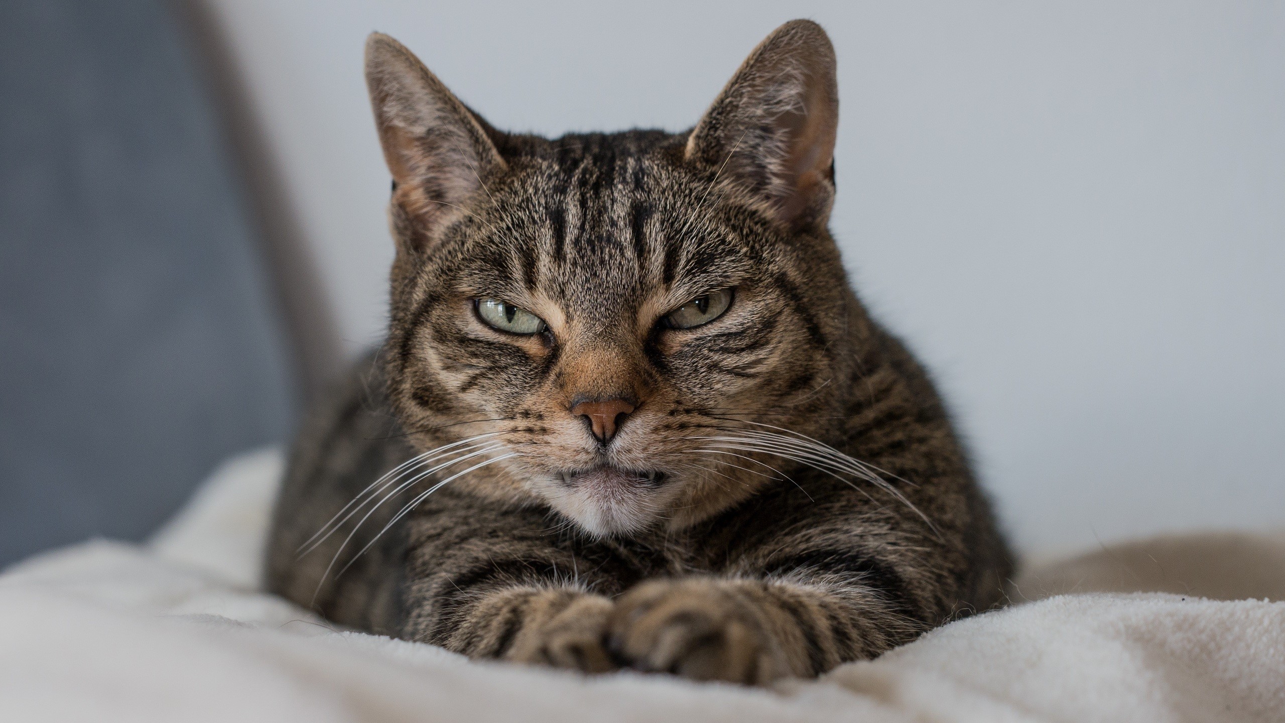 A tabby cat with green eyes lies on a blanket HD Wallpaper