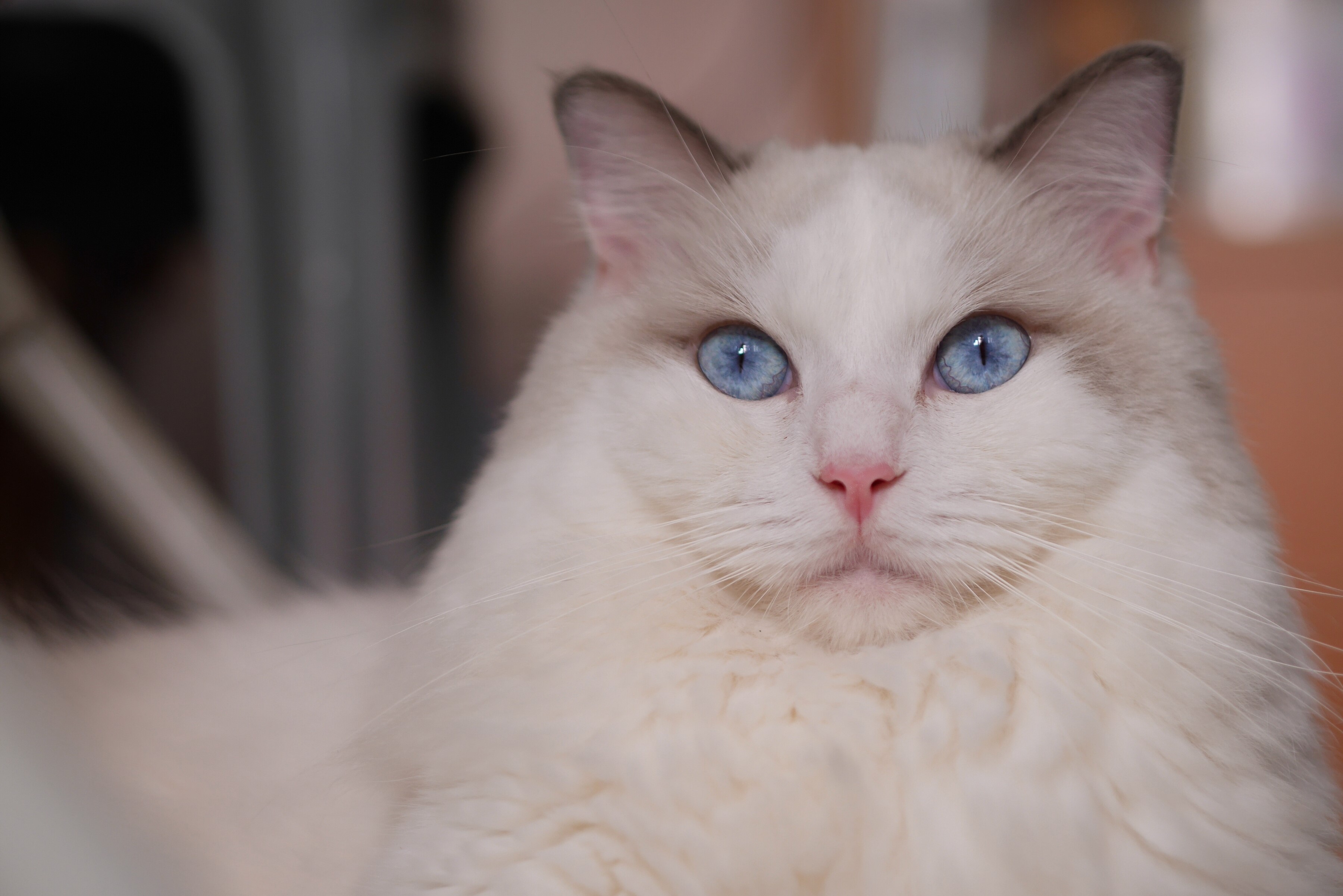 Ragdoll cat with blue eyes looking forward HD Wallpaper