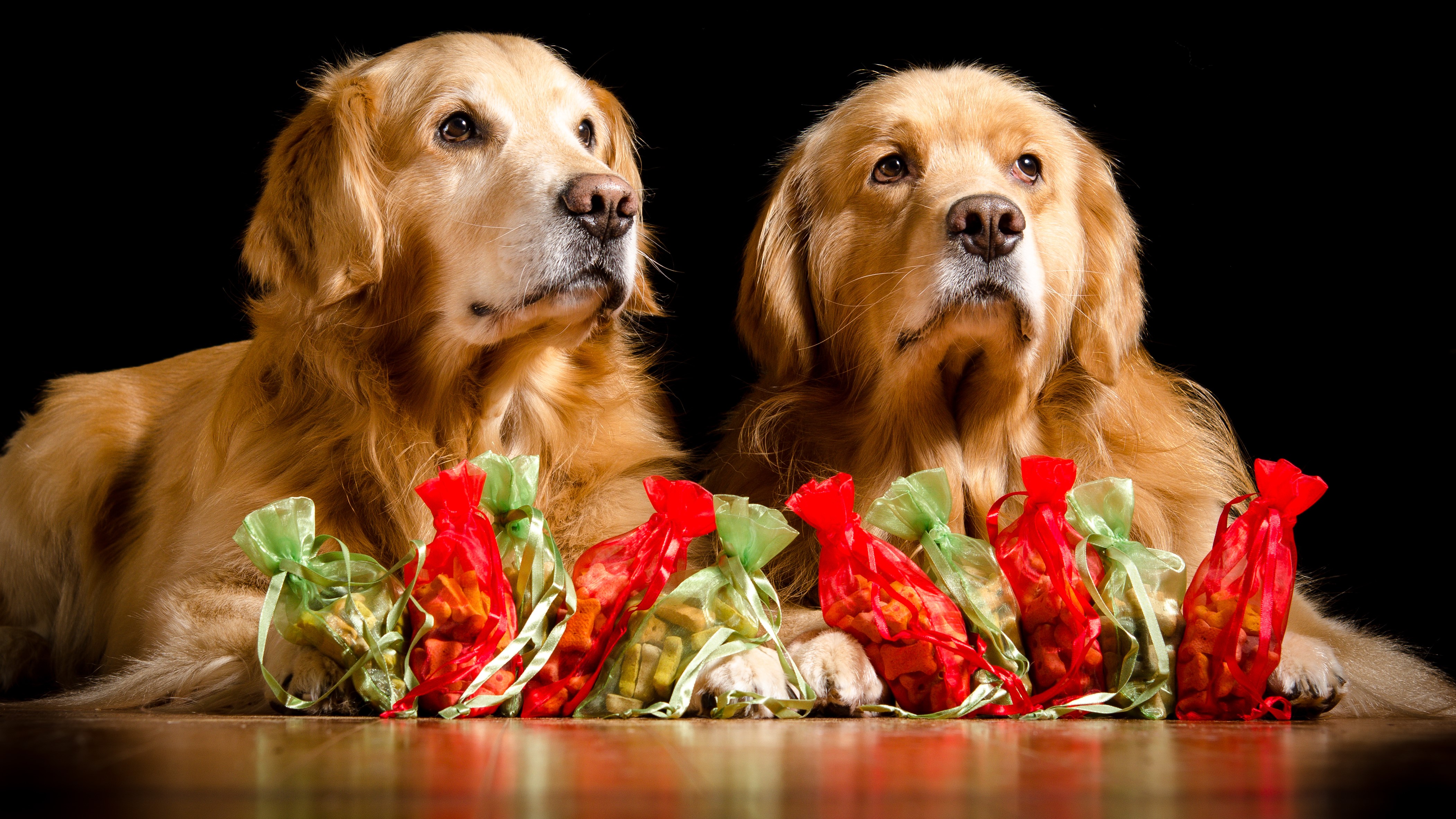 Two Golden Retrievers with Dog Treats HD Wallpaper