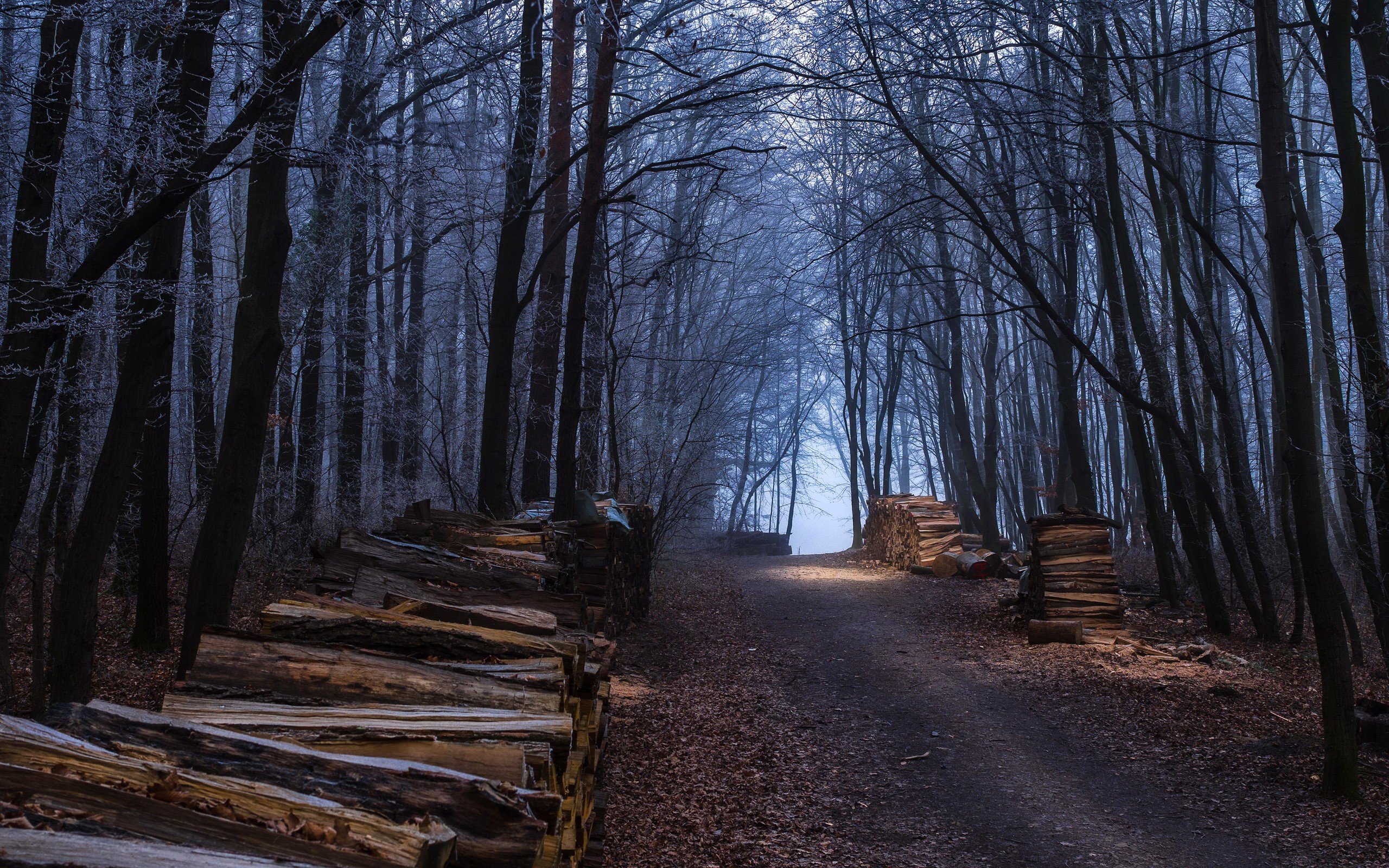 Path through a misty forest with stacked logs HD Wallpaper