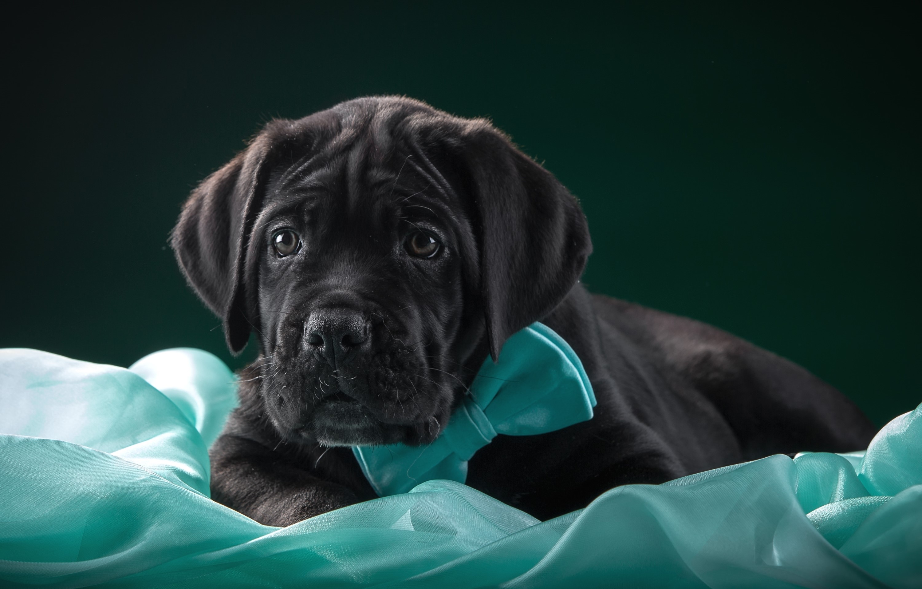 Black Cane Corso puppy with a teal bow tie HD Wallpaper