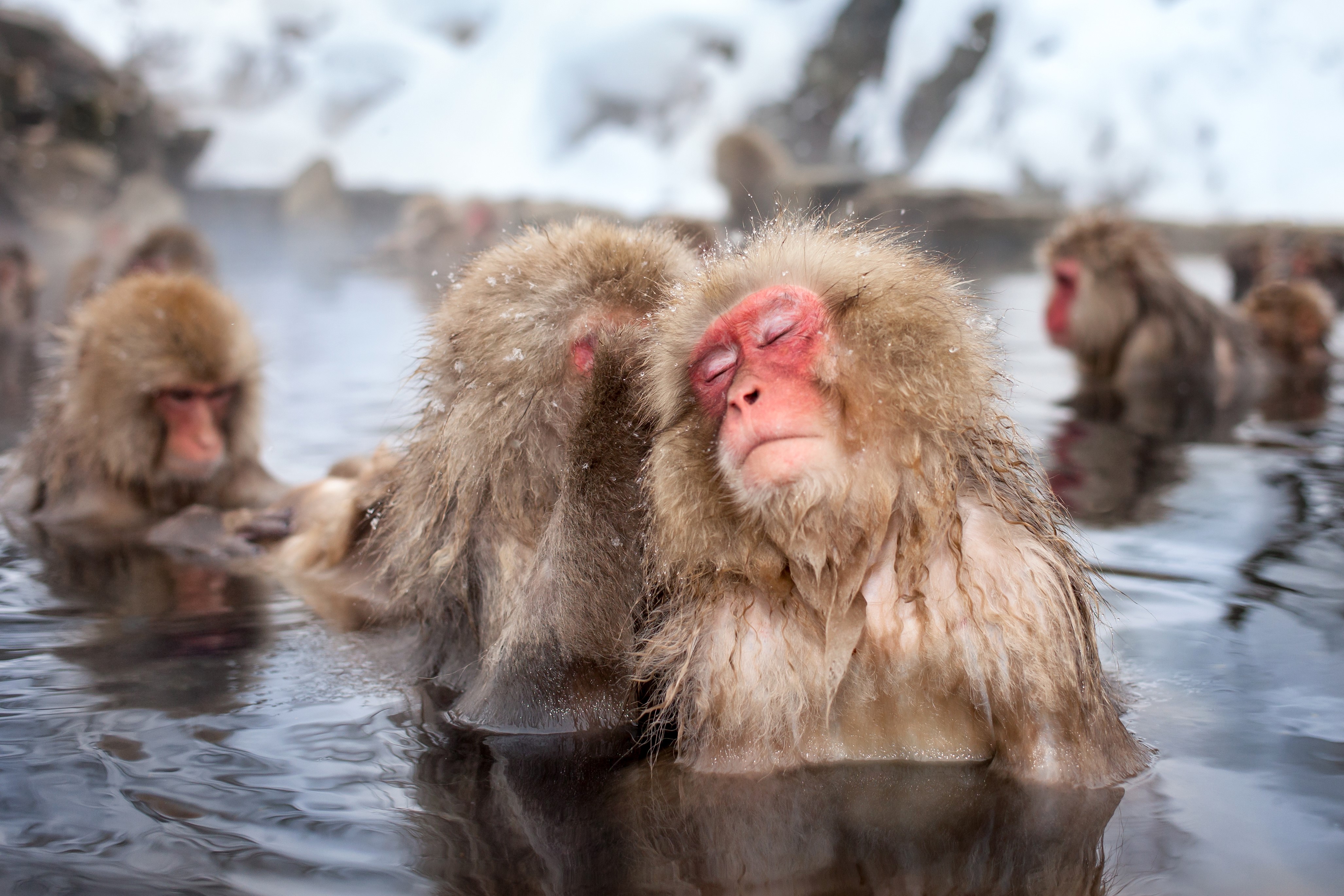 Japanese Macaques Relaxing in Hot Springs HD Wallpaper