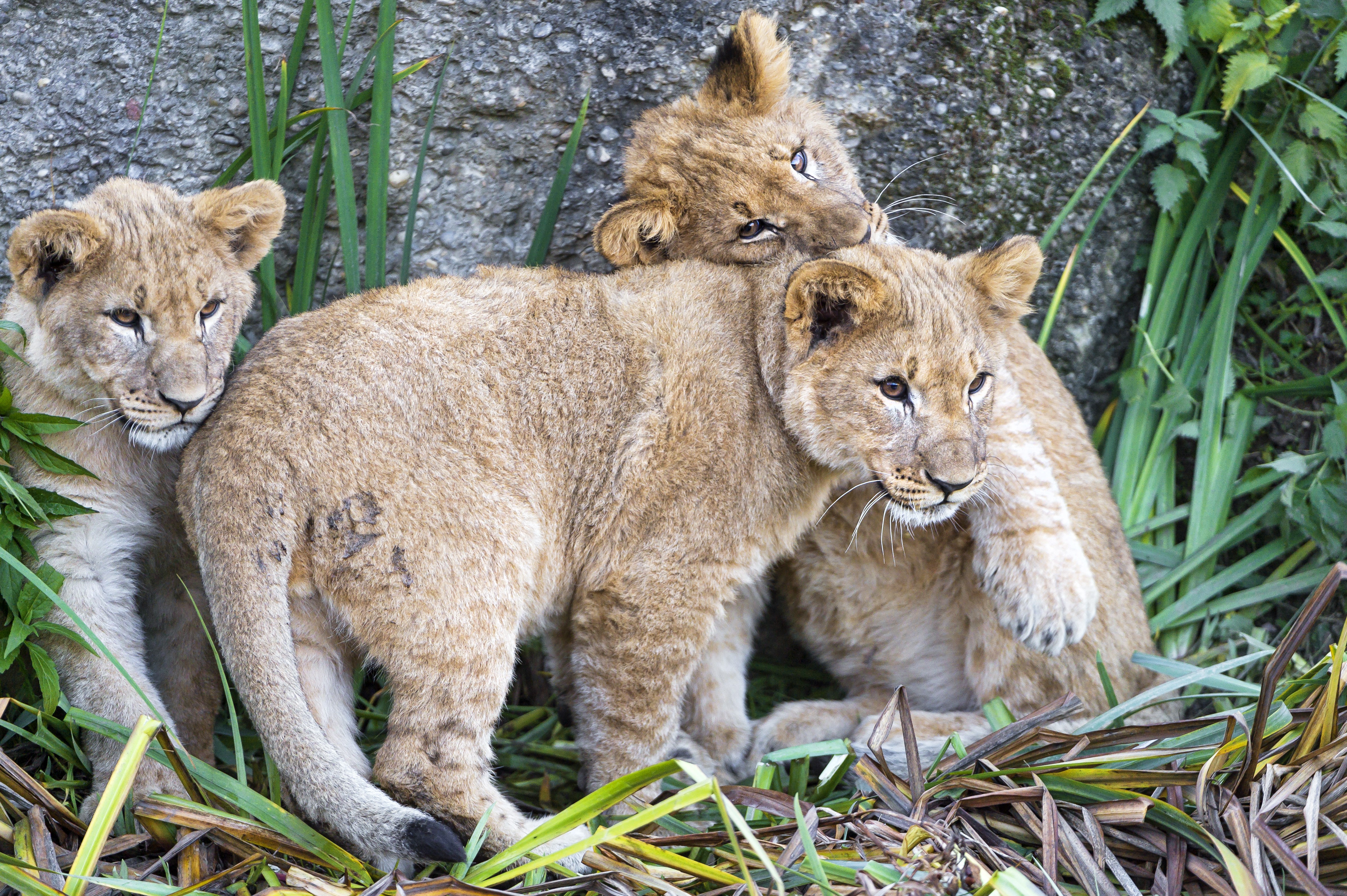Three lion cubs playing near a rock HD Wallpaper