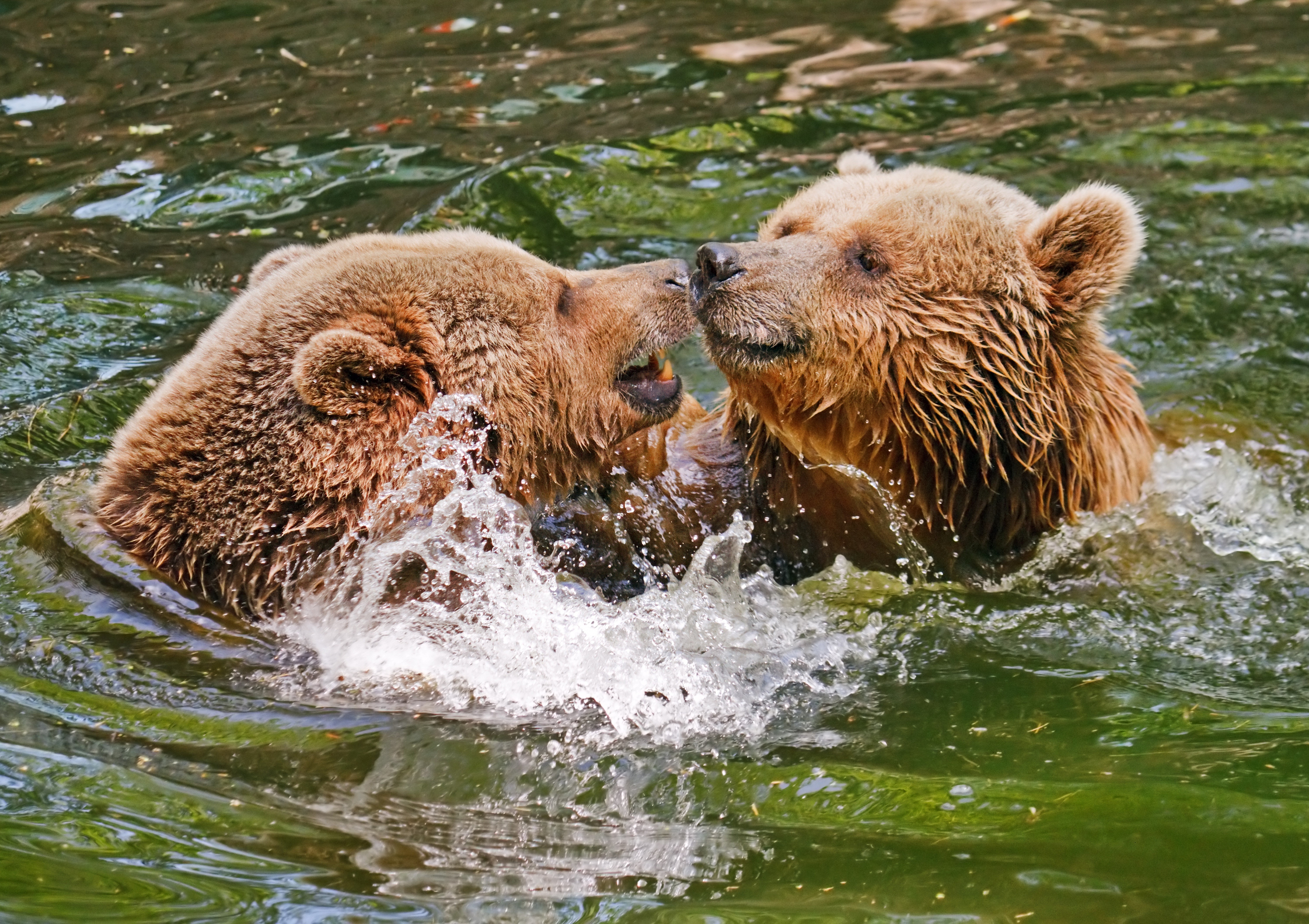 Two Brown Bears Playing in Water HD Wallpaper