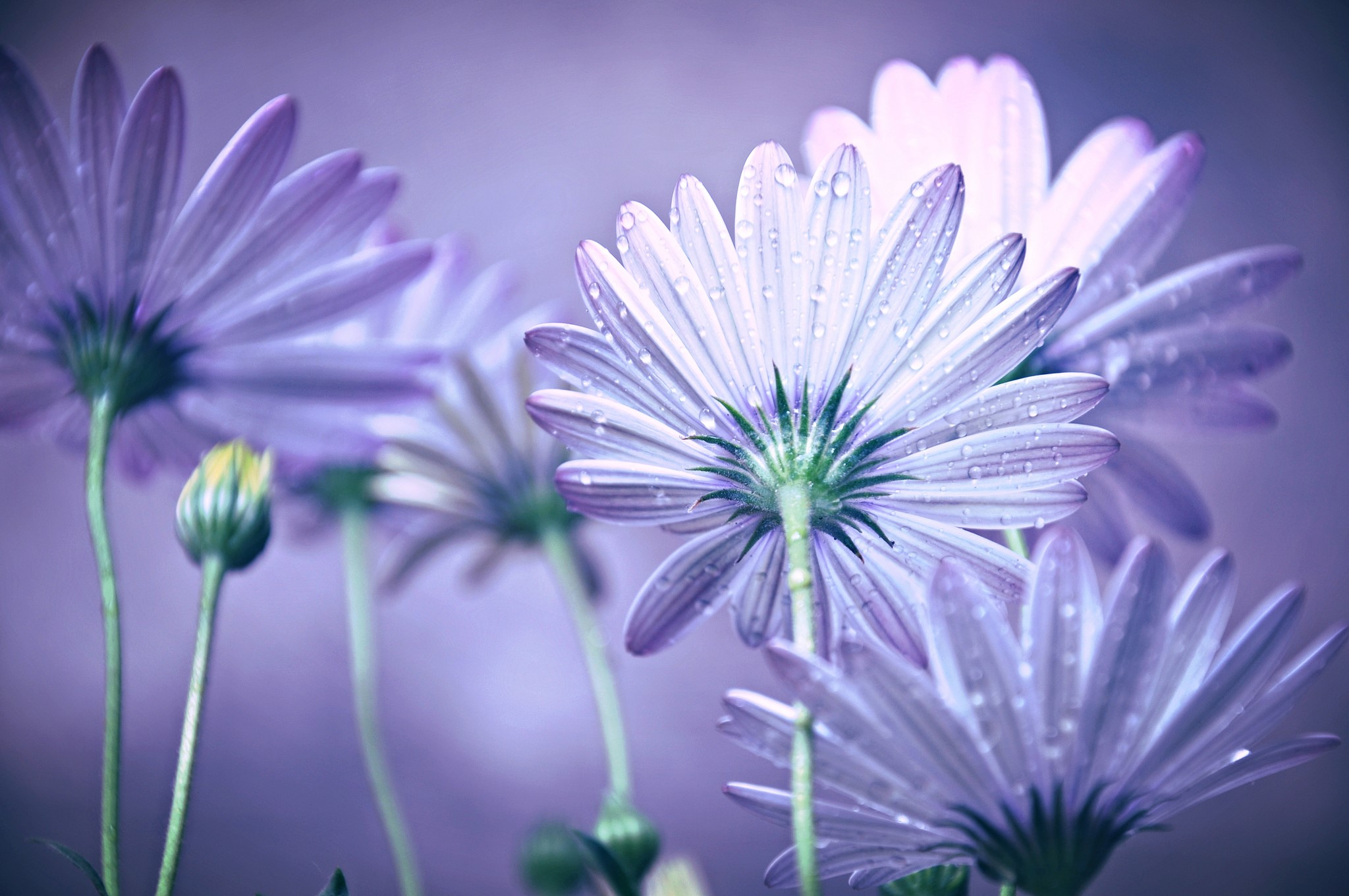 Purple daisies with water droplets HD Wallpaper