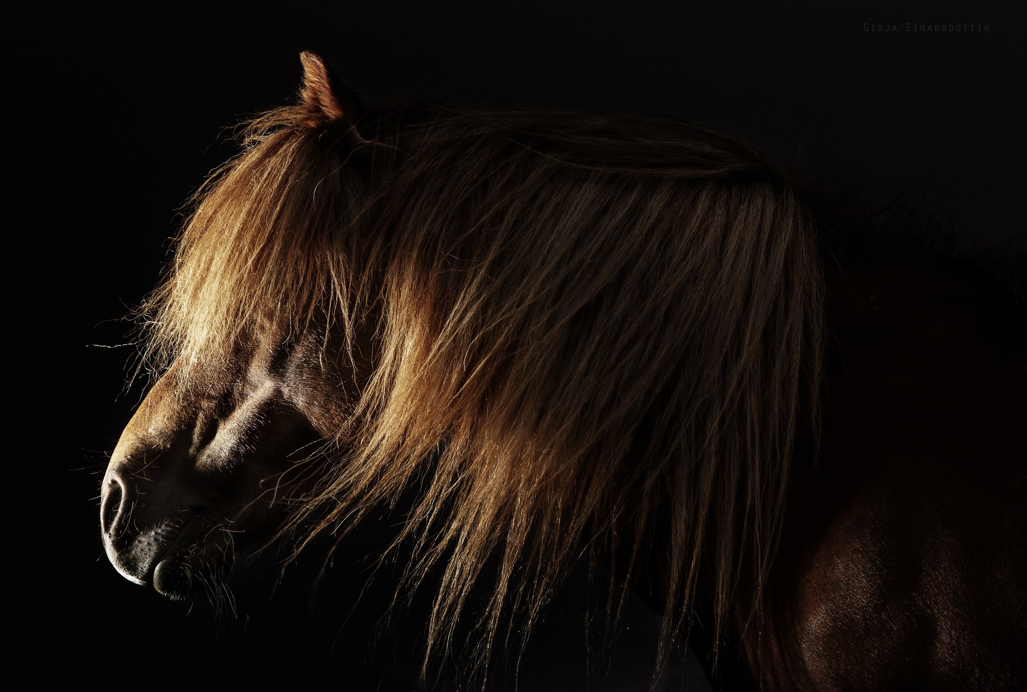 Close-up of a horse's head with flowing mane HD Wallpaper