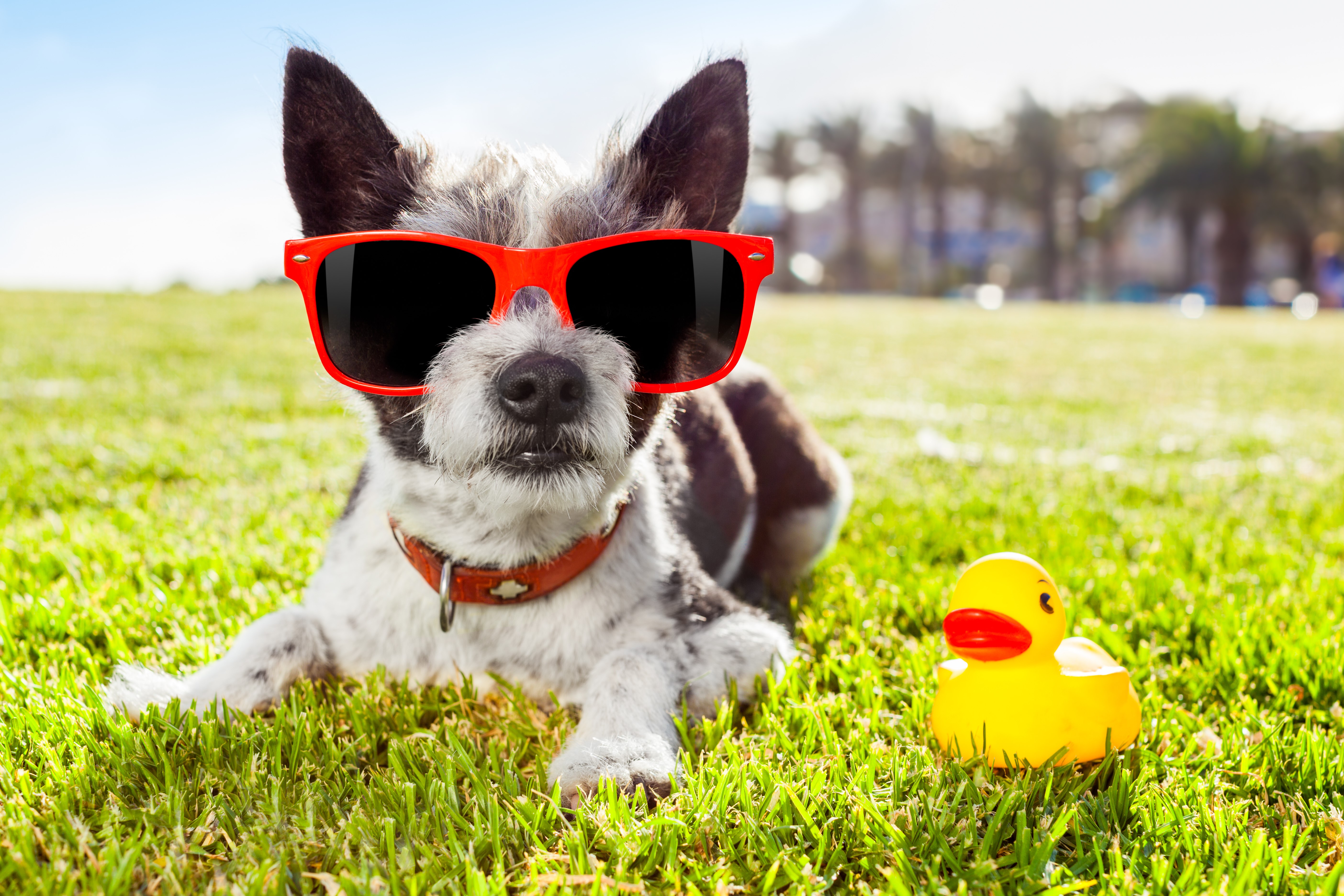 Dog wearing sunglasses with a rubber duck HD Wallpaper
