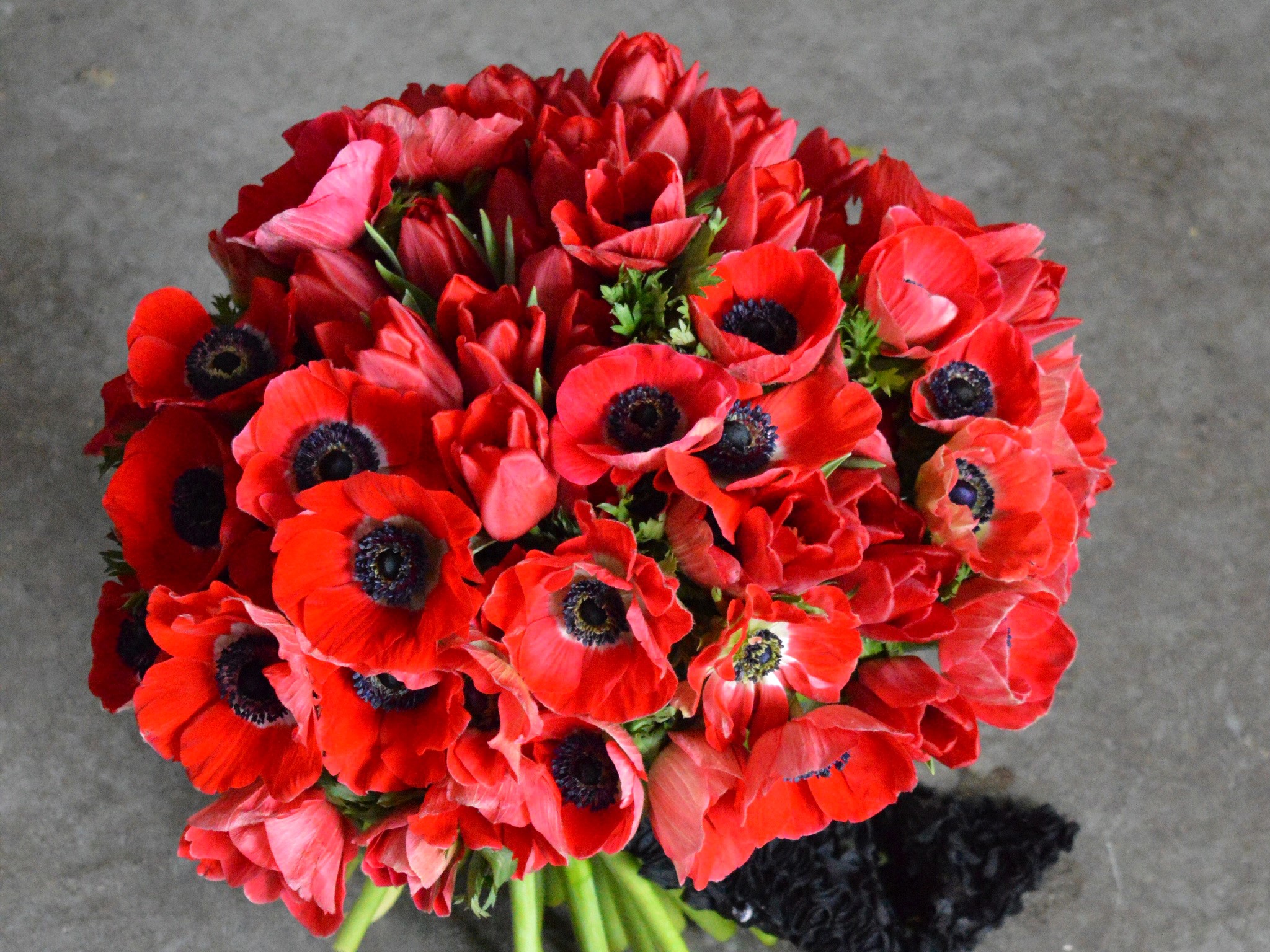 Red Anemone and Tulip Bouquet HD Wallpaper