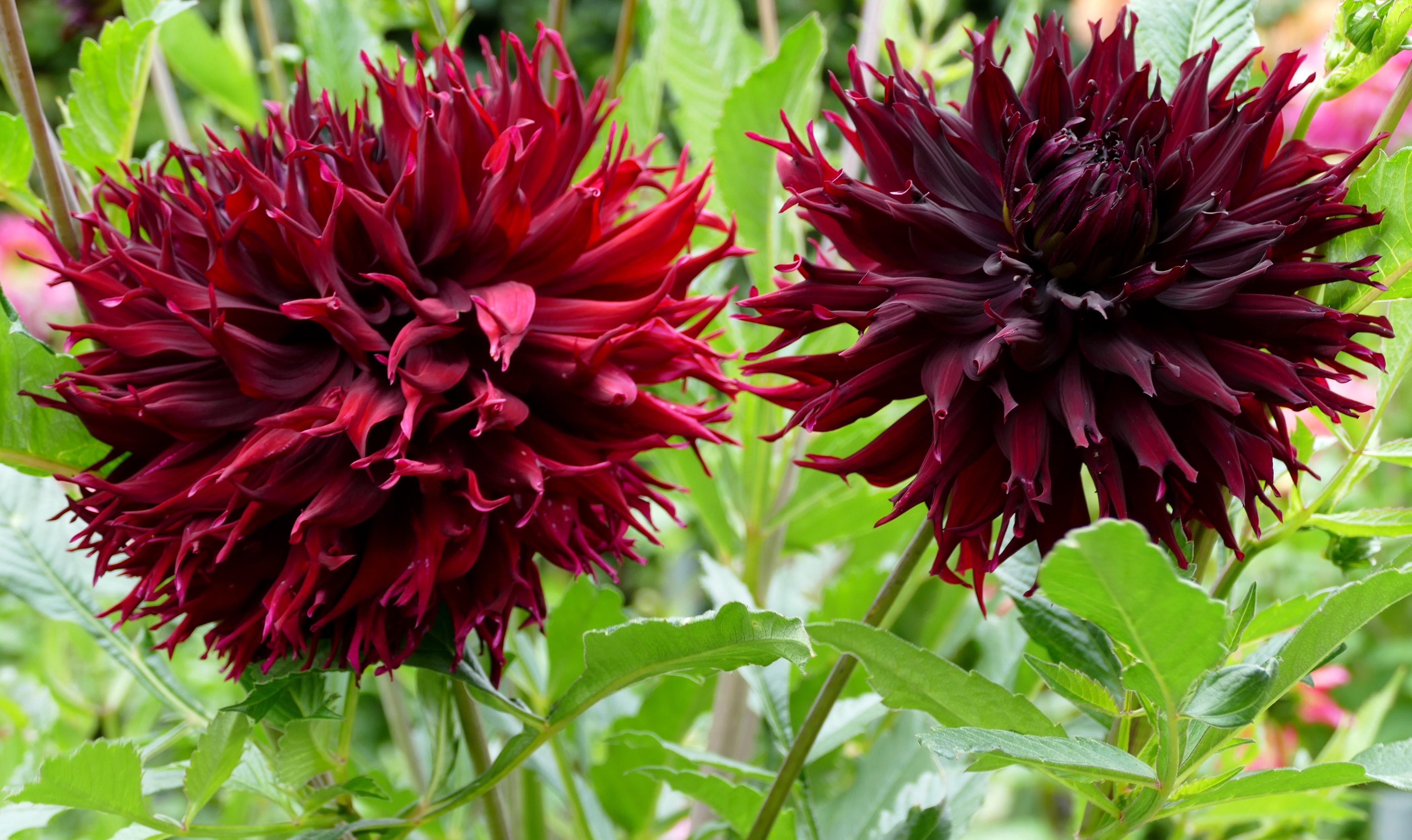 Two Wine Color Dahlias HD Wallpaper