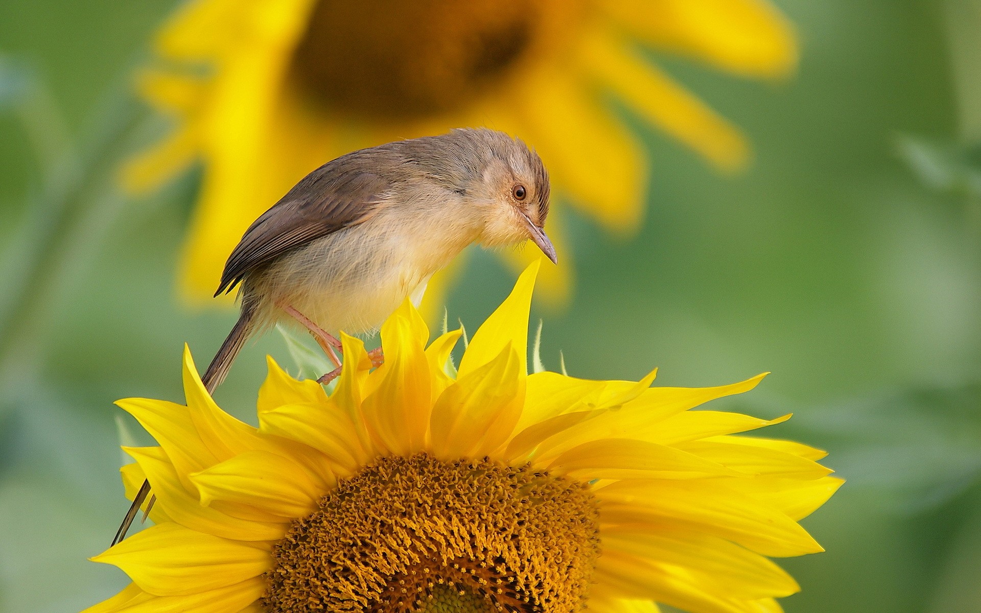 Bird perched on a sunflower HD Wallpaper