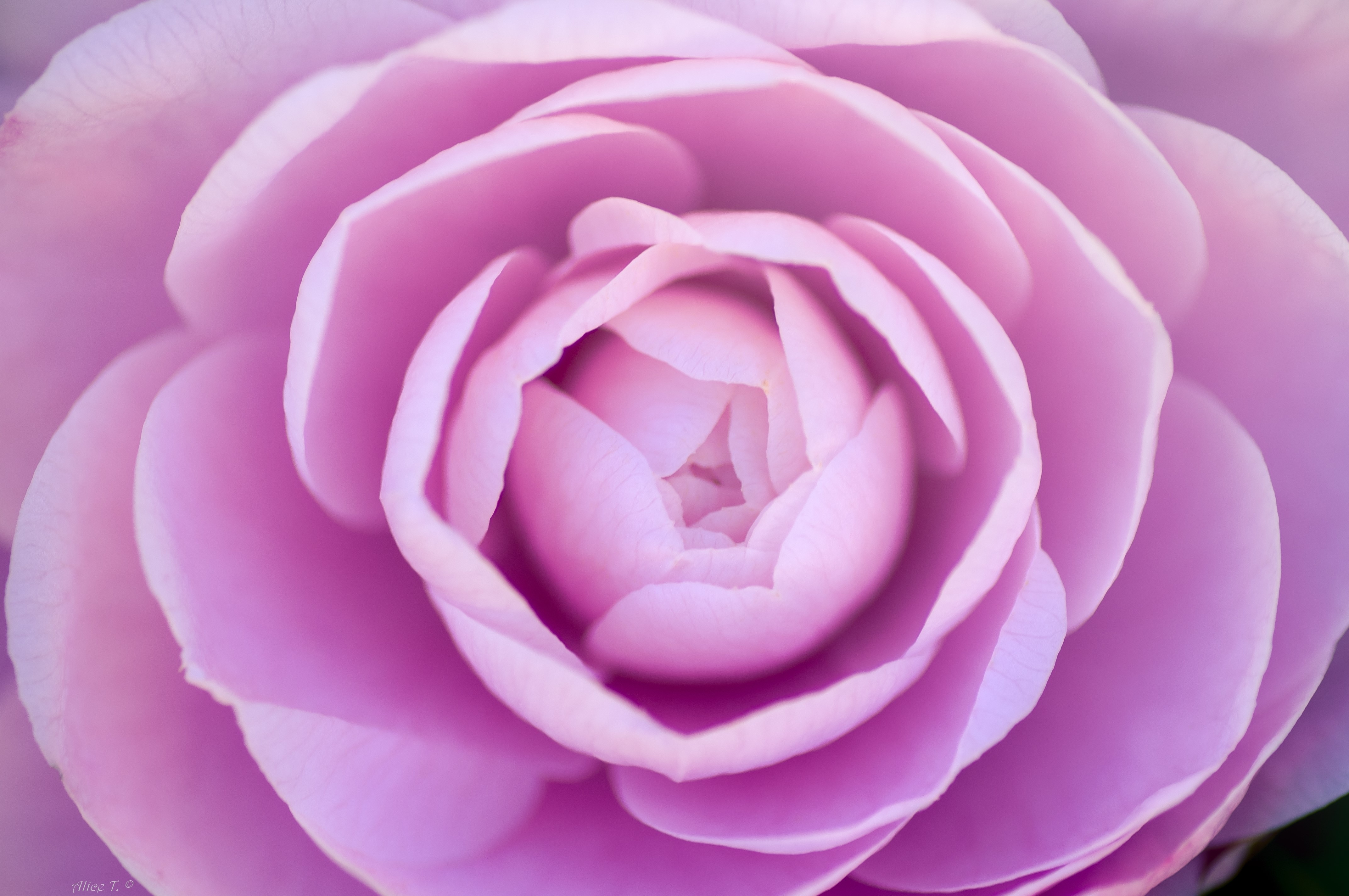 4K Closeup of a Pink Camellia HD Wallpaper