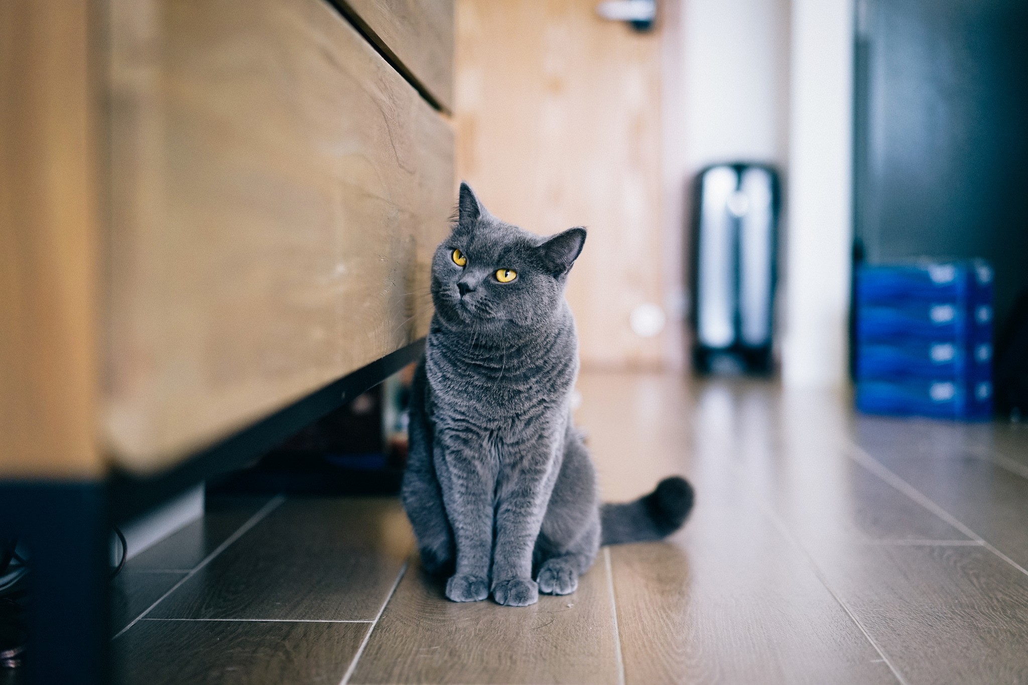 A grey cat with yellow eyes sits on a wooden floor HD Wallpaper