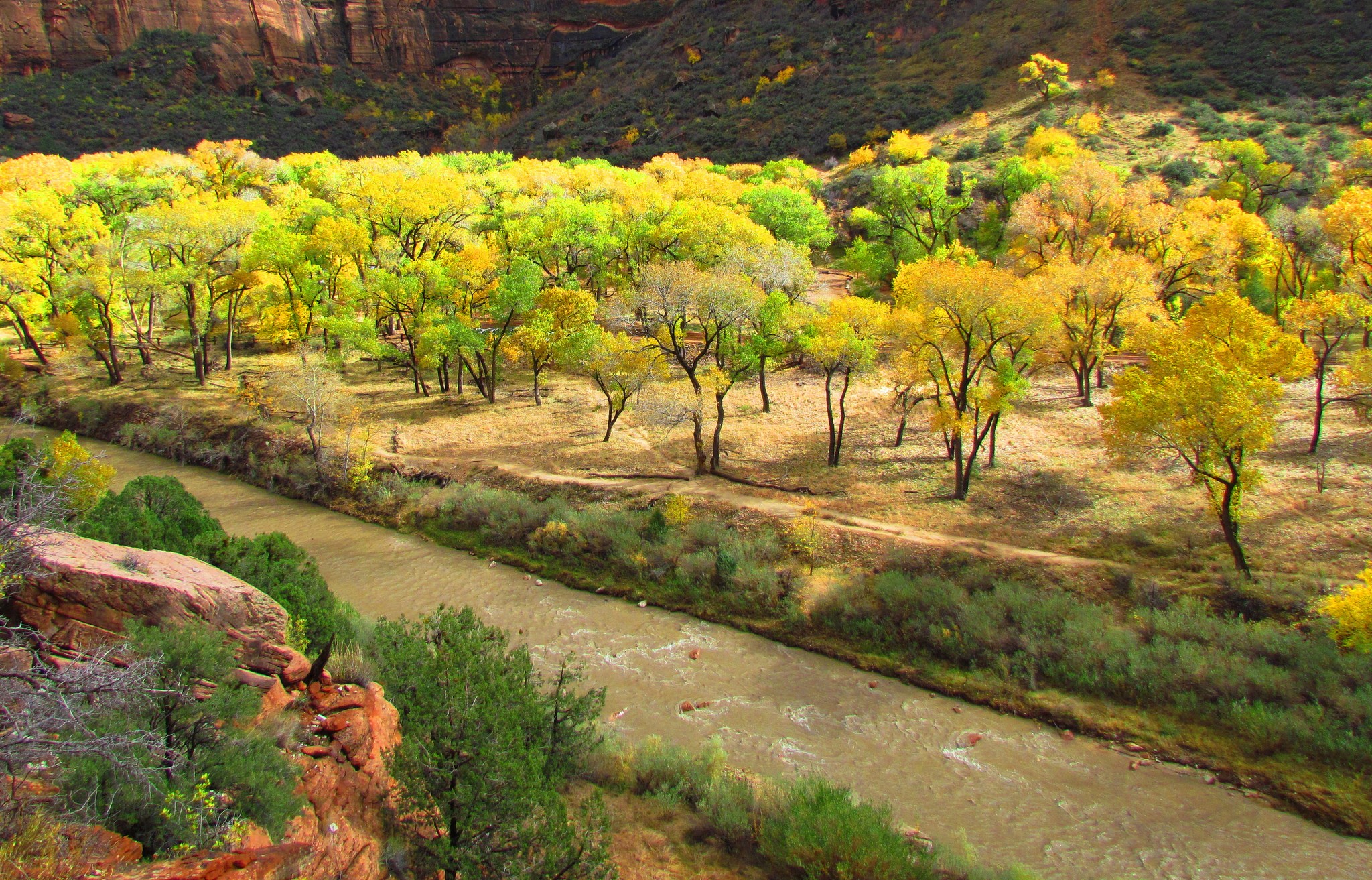 Autumn trees along a river in a canyon HD Wallpaper