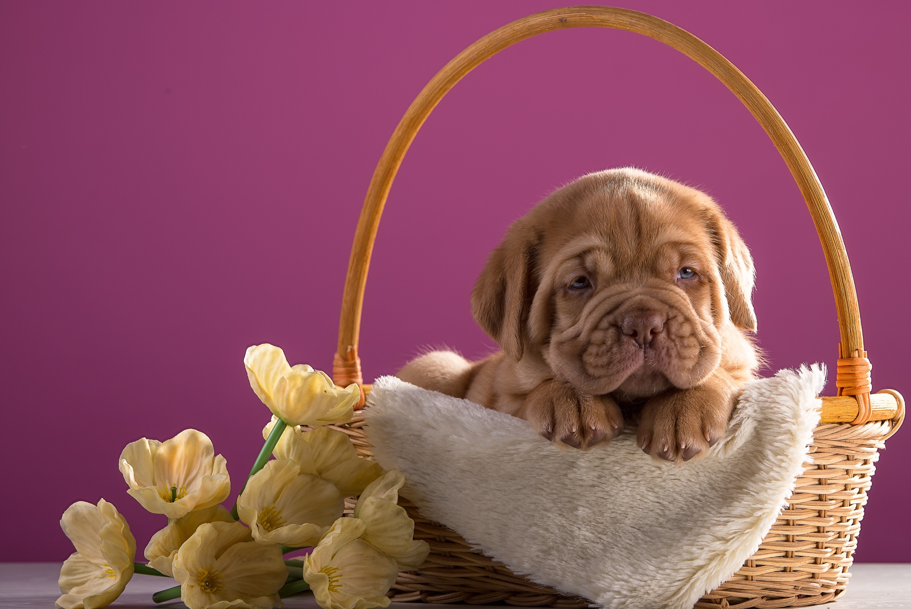 Dogue de Bordeaux puppy in a wicker basket with tulips HD Wallpaper