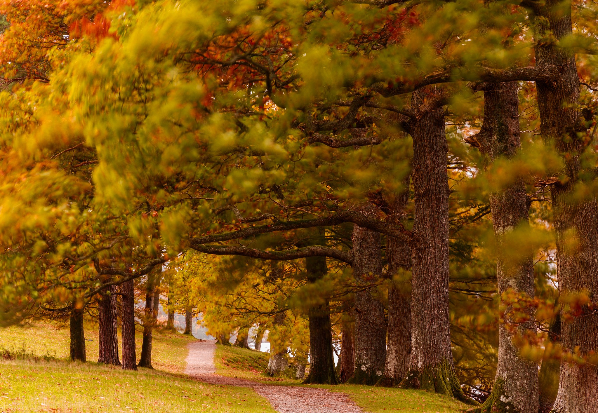 Autumn park with a trail and trees HD Wallpaper