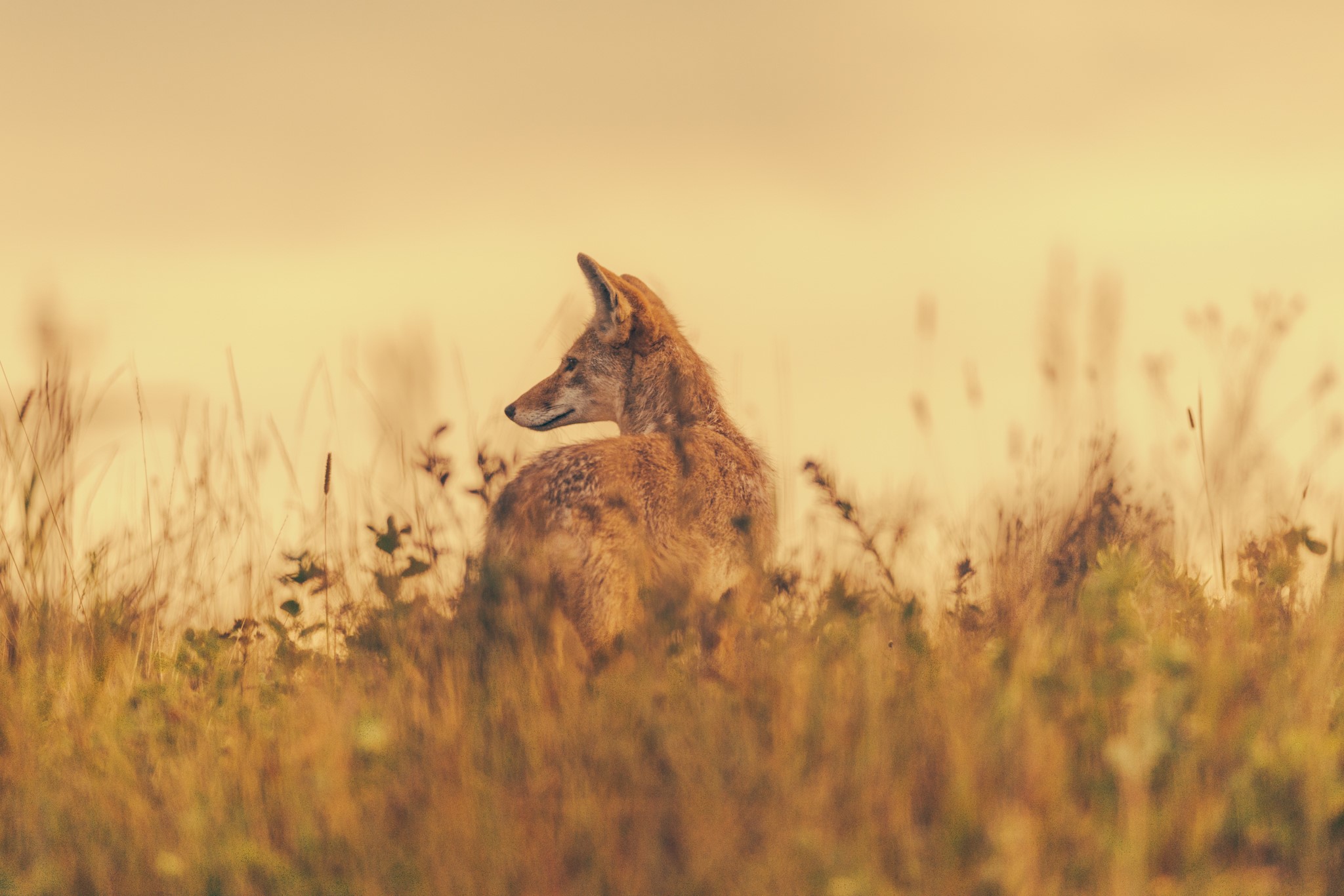 Coyote in tall grass at sunset HD Wallpaper