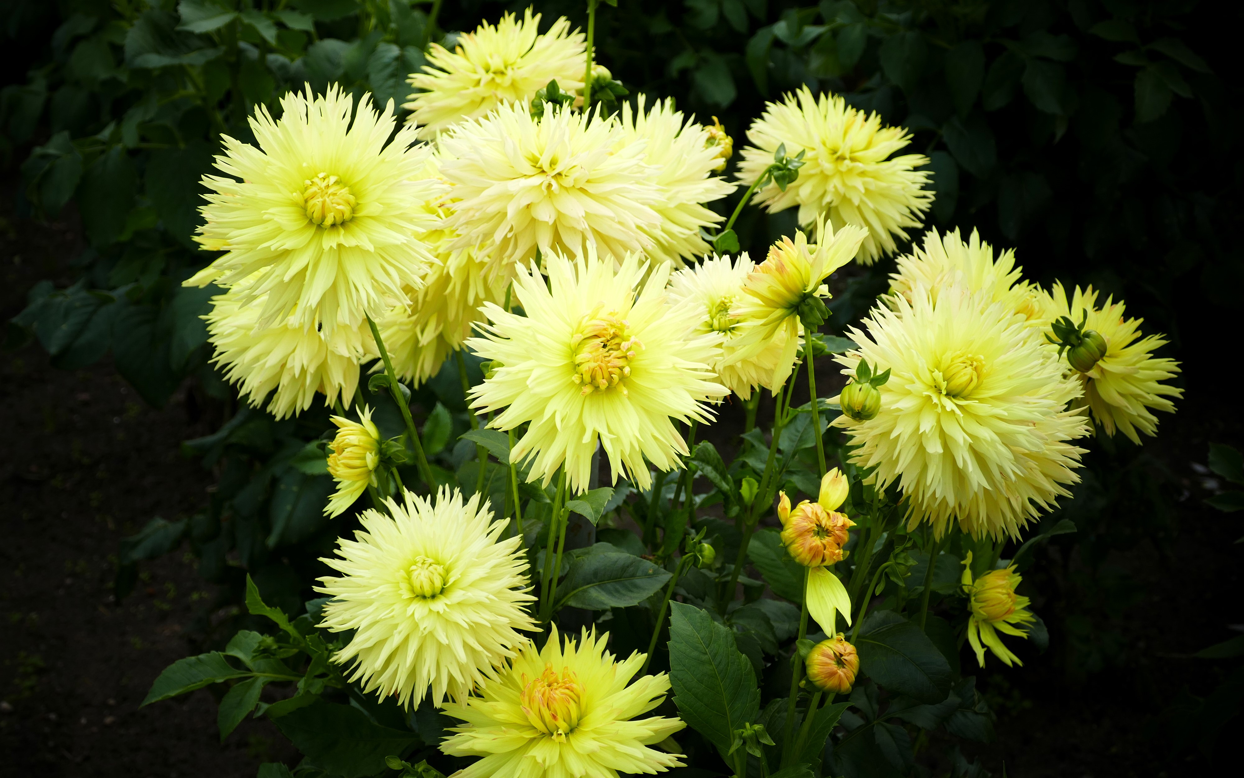Yellow Dahlias in Bloom HD Wallpaper