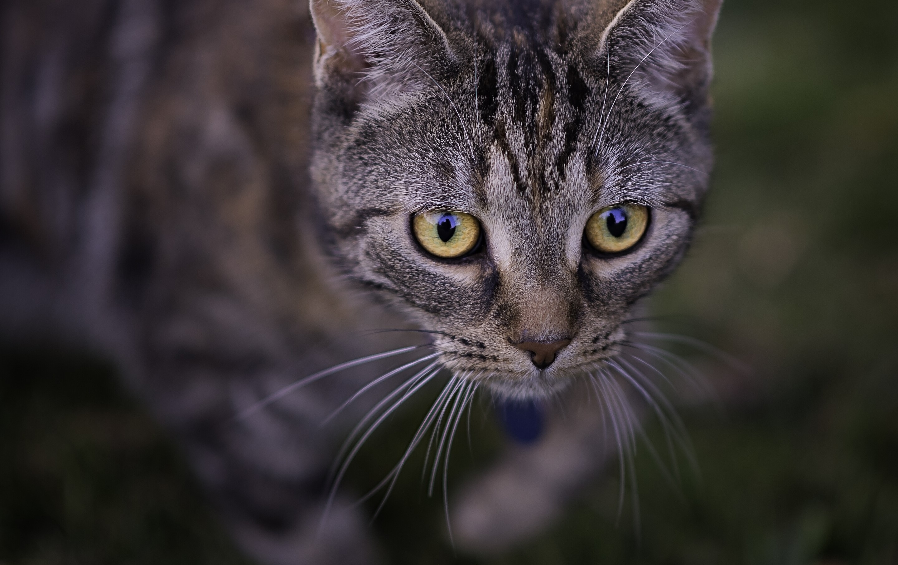 Close-up of a tabby cat's face with yellow eyes HD Wallpaper