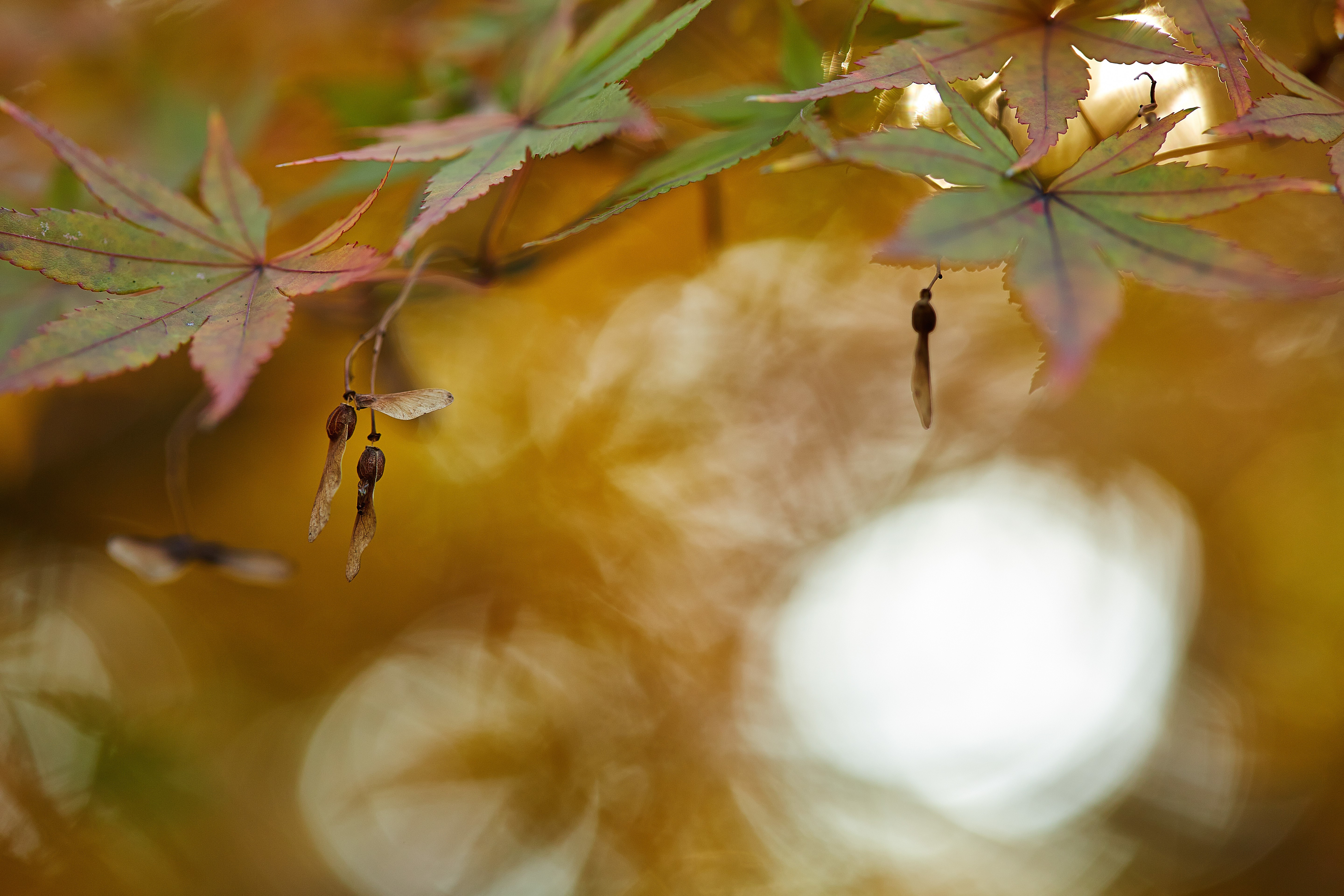 Maple tree seeds and leaves in autumn HD Wallpaper
