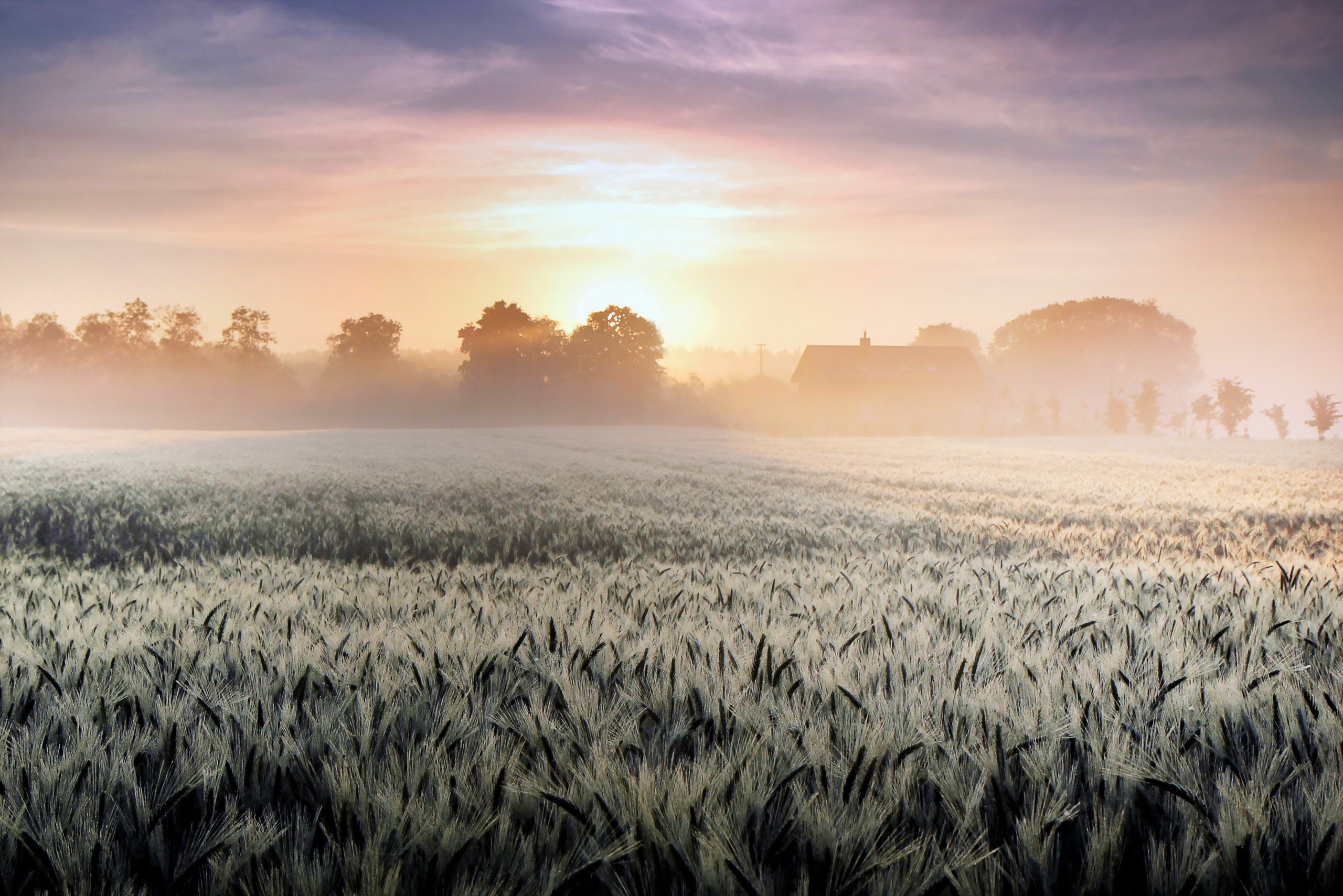 Foggy field at sunrise with a house HD Wallpaper