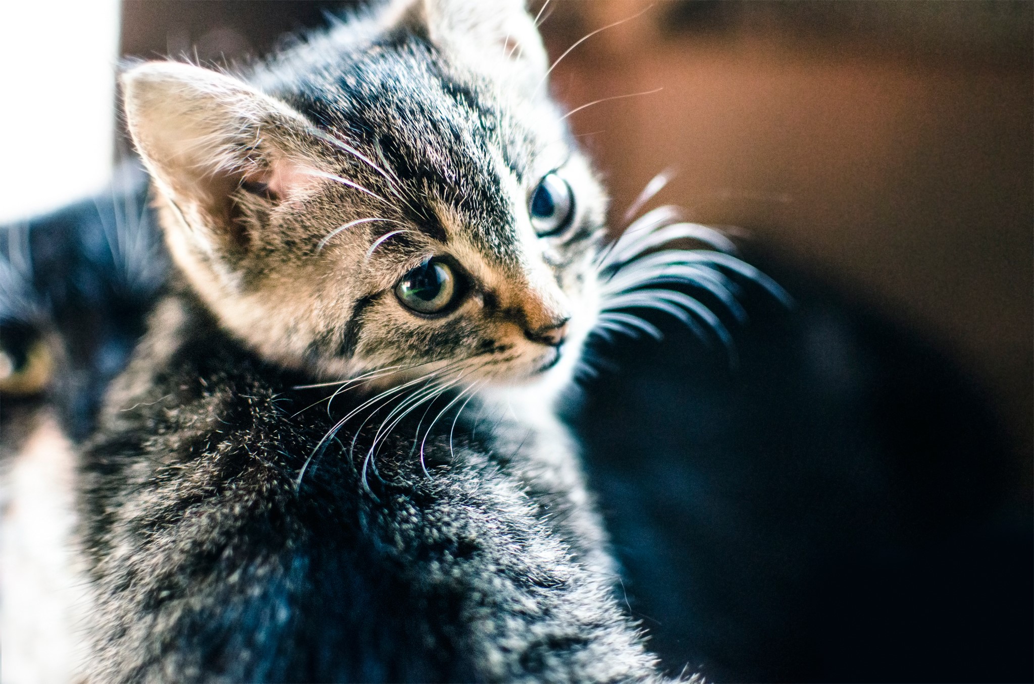 Two kittens looking to the side HD Wallpaper