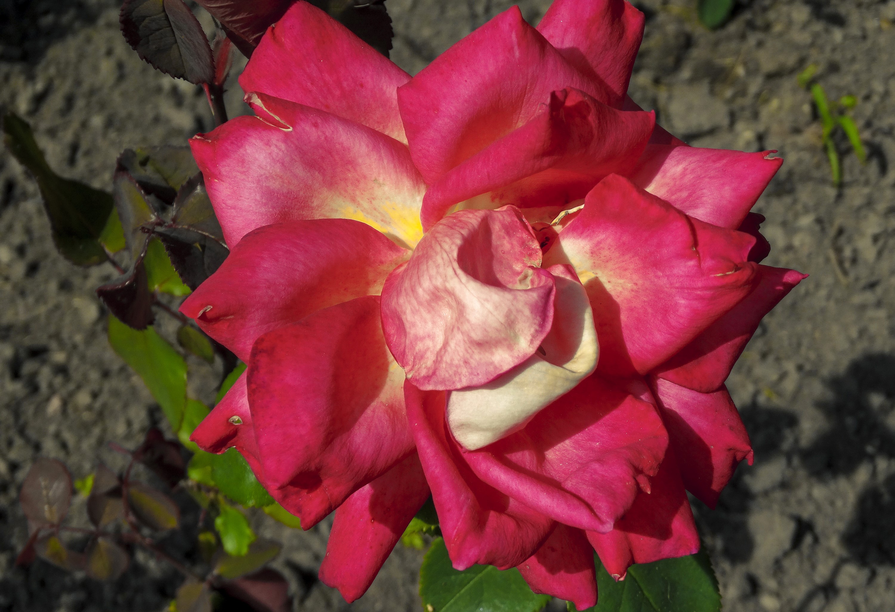 Close-up of a pink and yellow rose HD Wallpaper