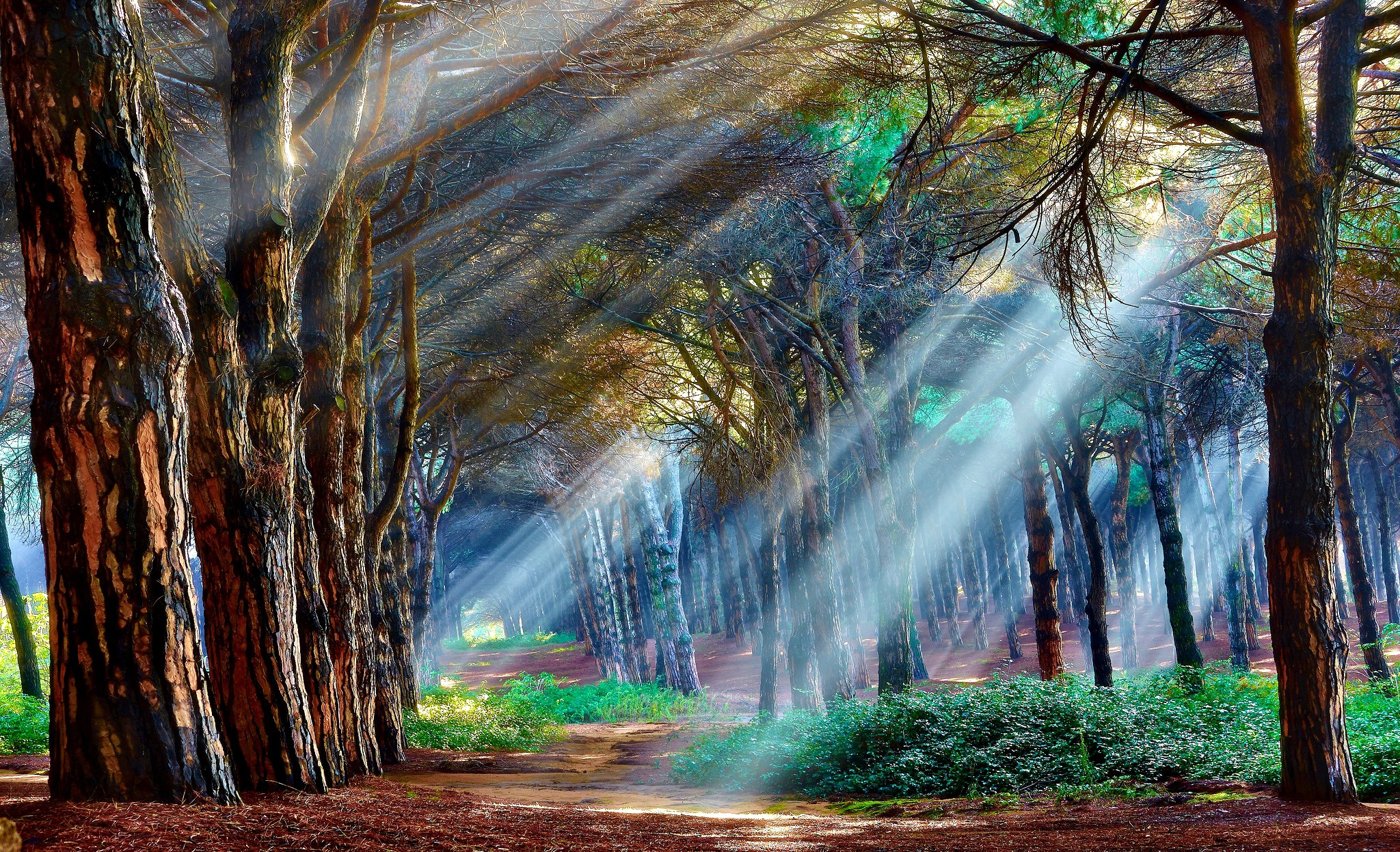 Sunbeams filtering through a forest of pine trees HD Wallpaper