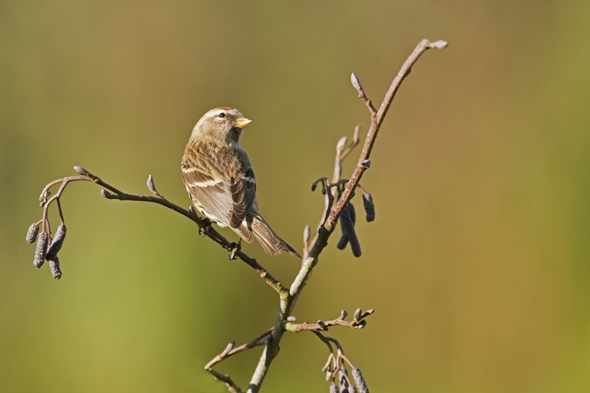 Common Redpoll bird perched on a branch HD Wallpaper
