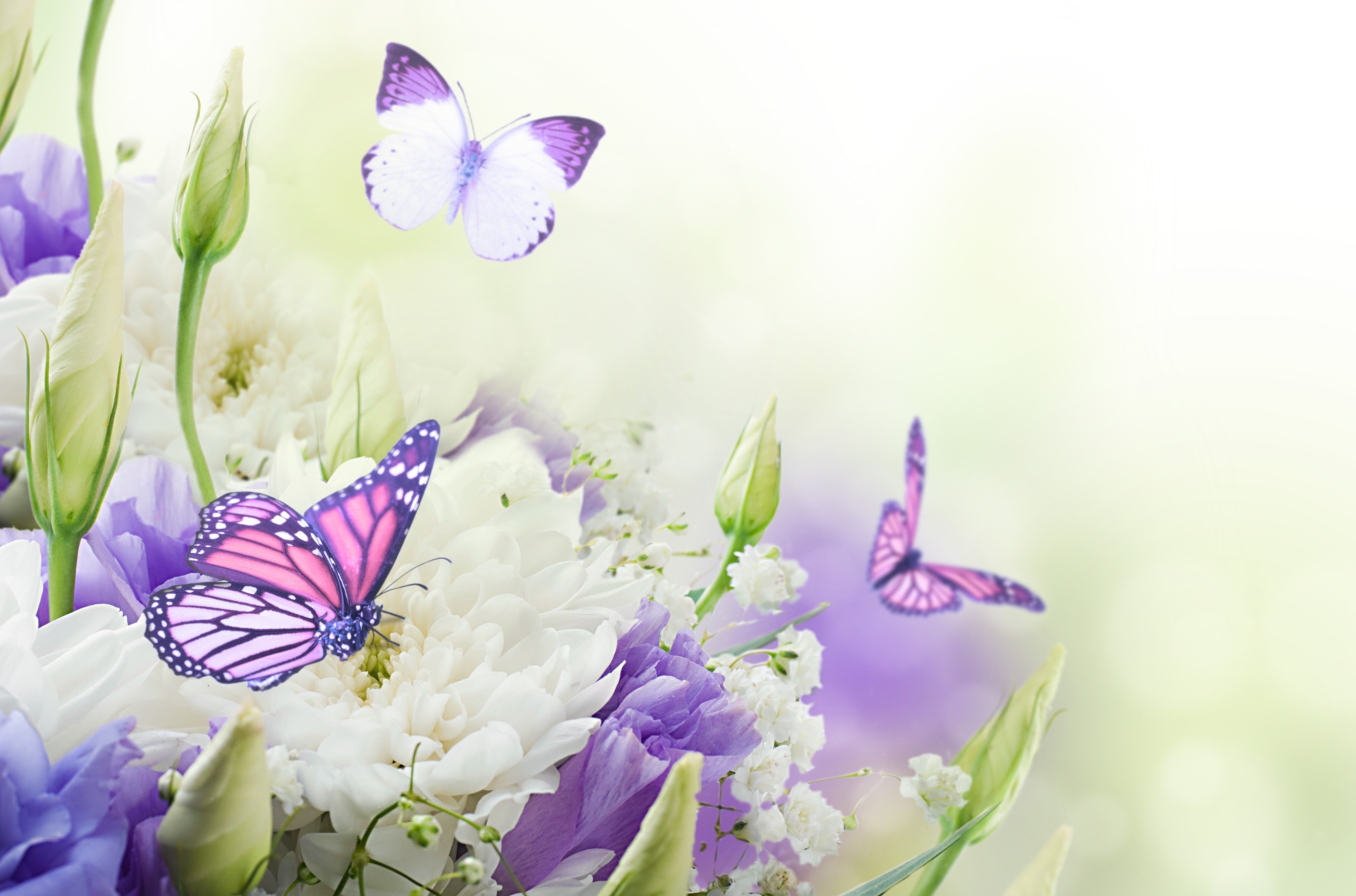 4K Butterflies and Chrysanthemums HD Wallpaper