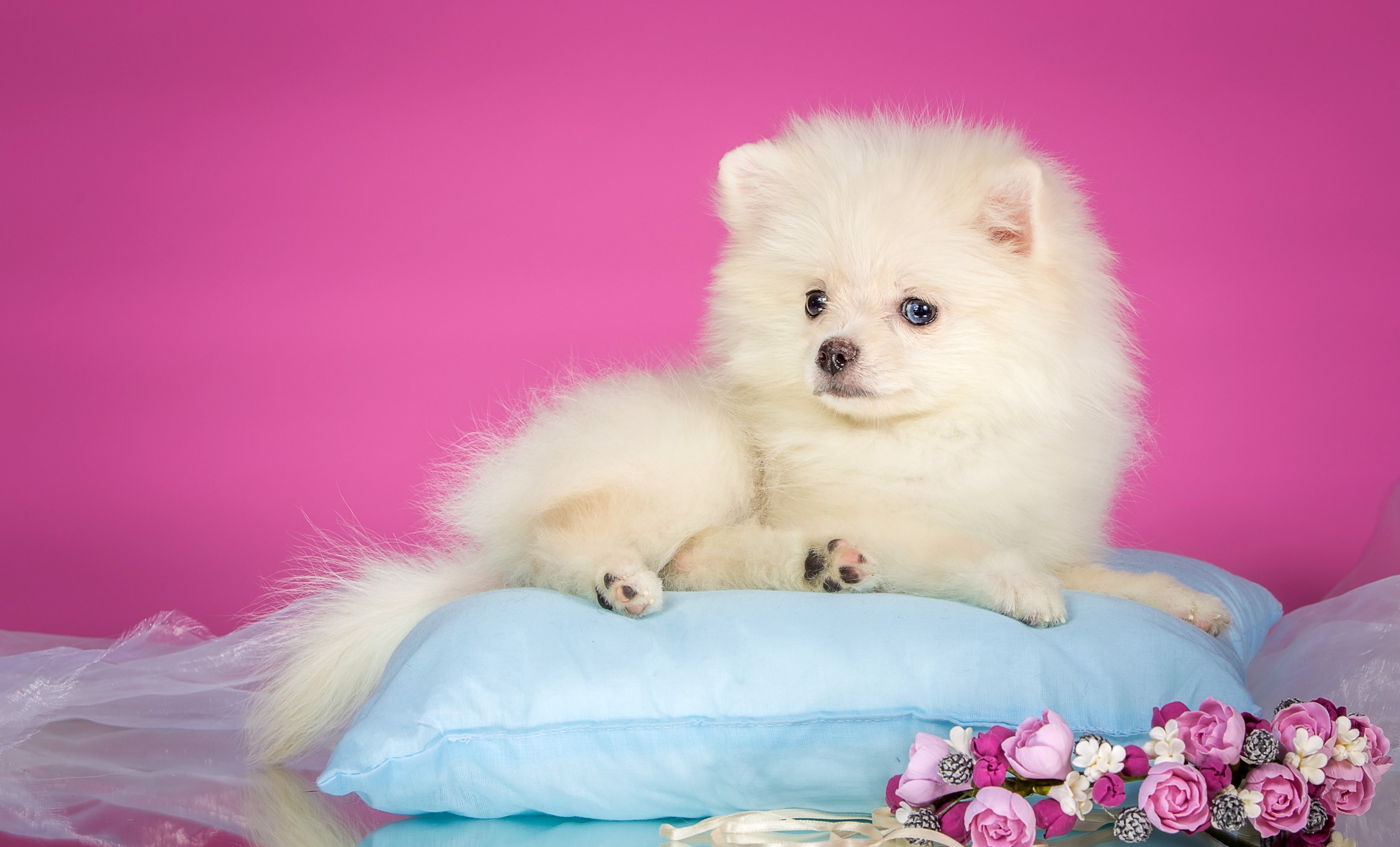 White Pomeranian puppy on a blue pillow HD Wallpaper