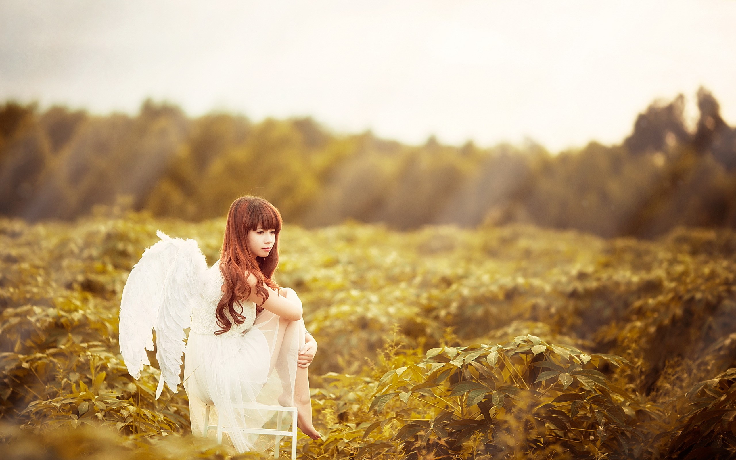 Asian girl with angel wings sitting in a field HD Wallpaper