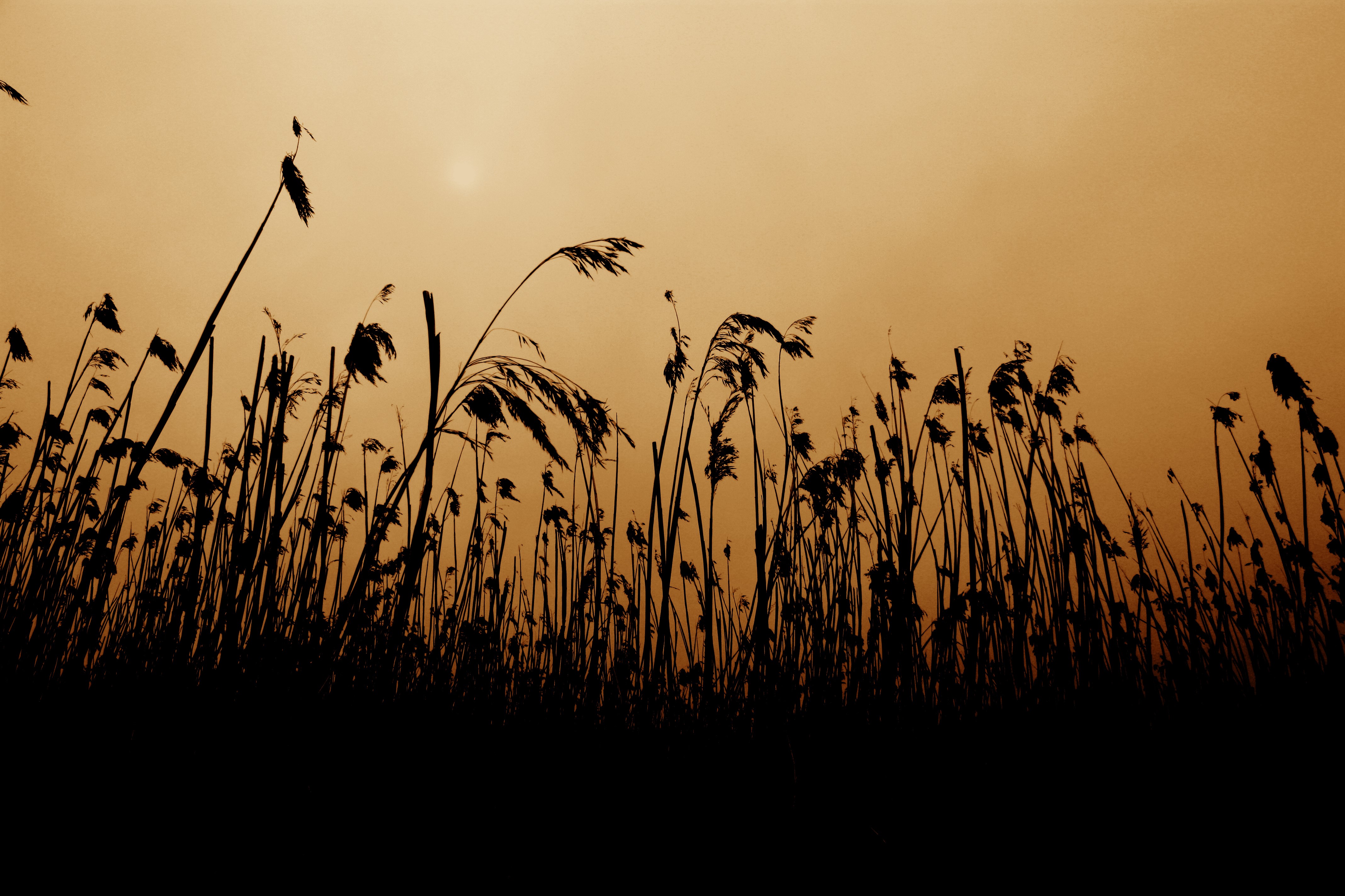 Silhouette of reeds against a sepia sky HD Wallpaper