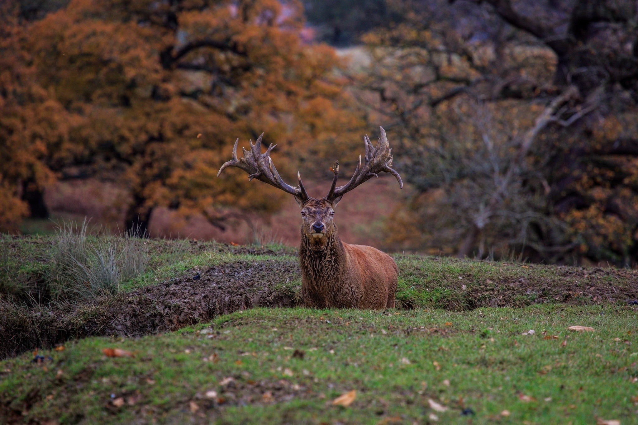 Majestic stag with large antlers in autumn forest HD Wallpaper