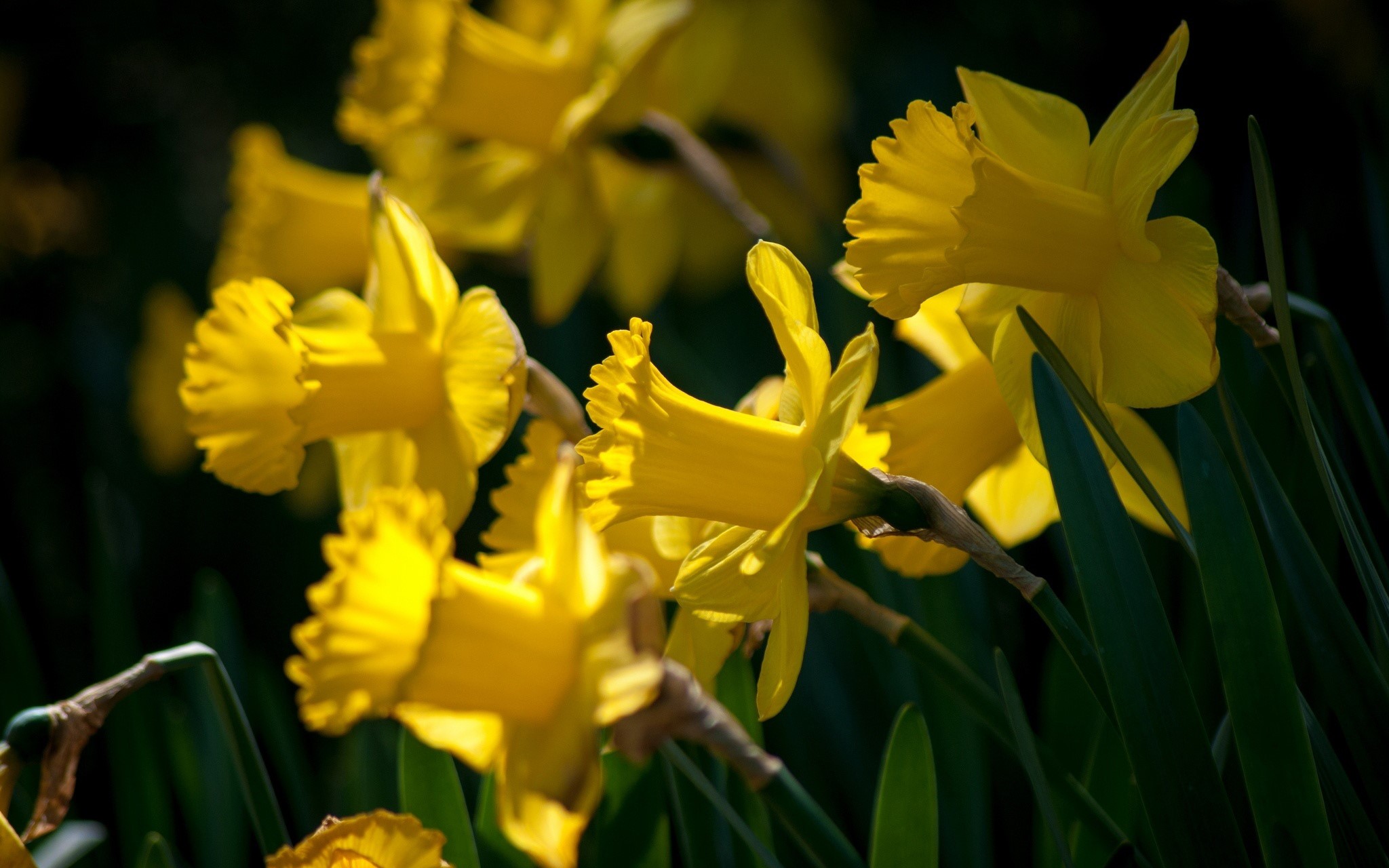 Yellow Daffodils in Bloom HD Wallpaper