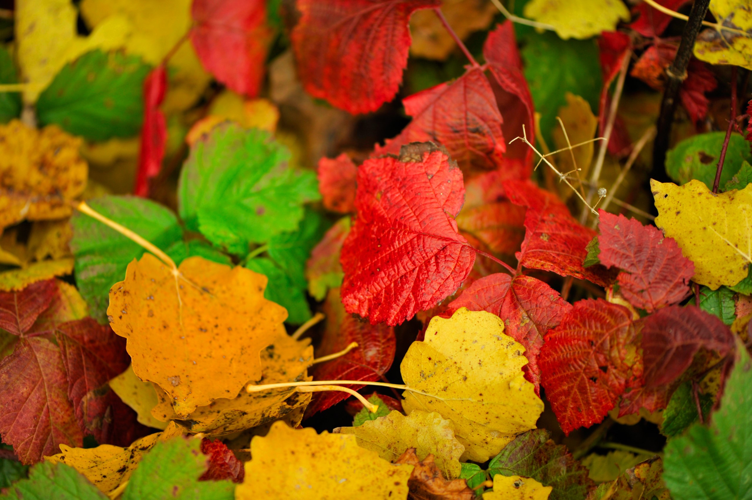 Autumn Leaves in Red, Yellow, and Green HD Wallpaper