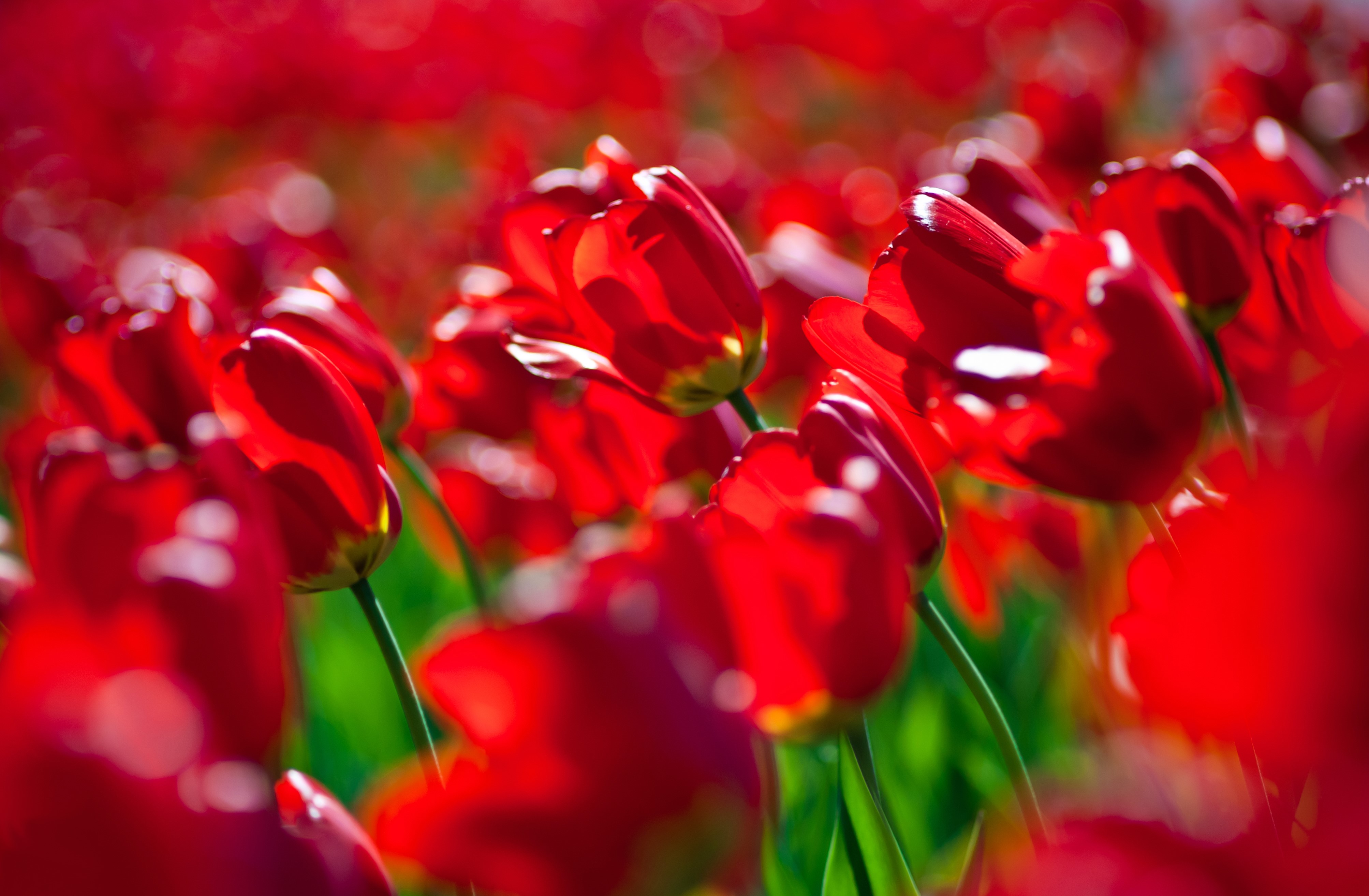4K Red Tulips HD Wallpaper