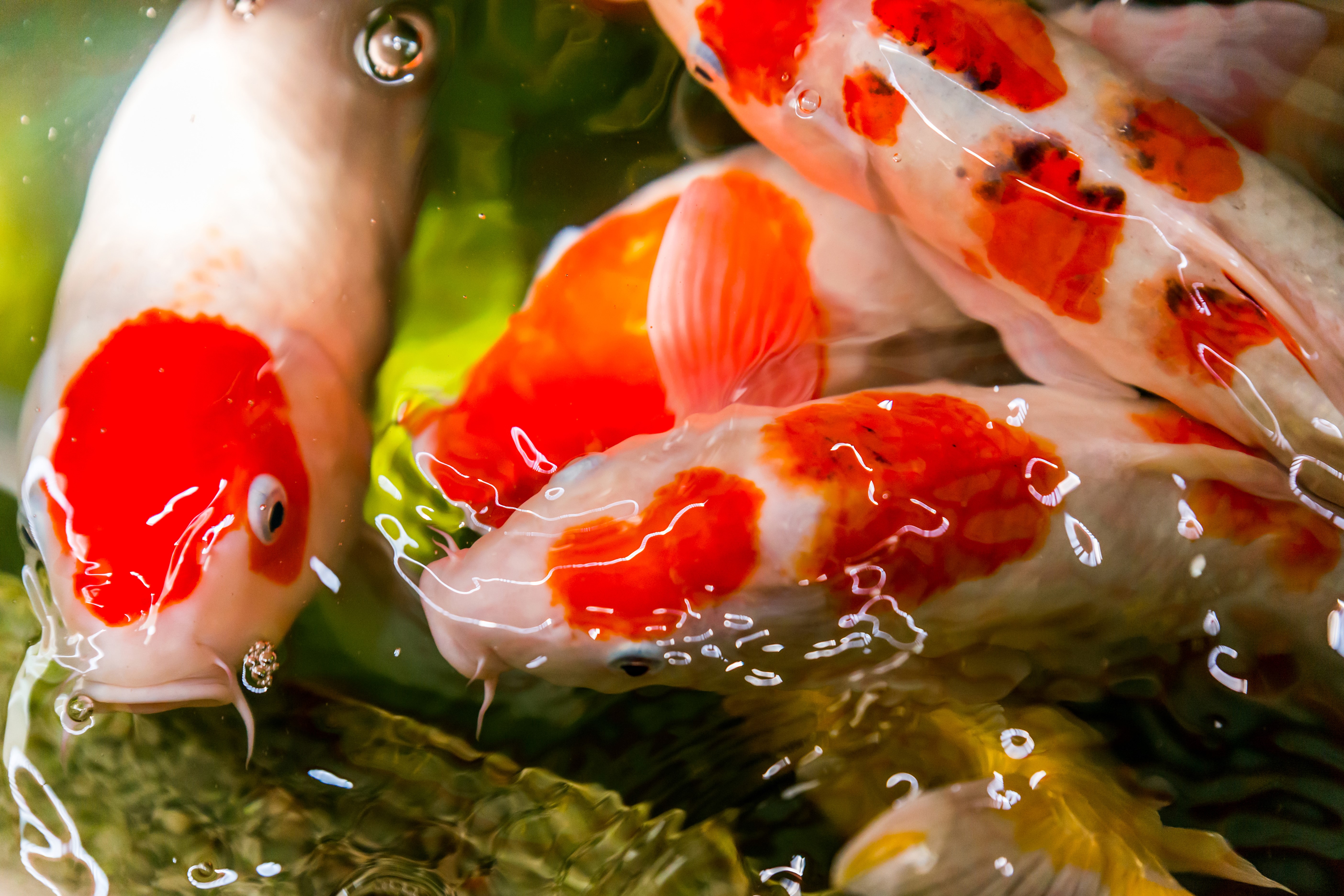 Close-up of Koi Fish in Water HD Wallpaper
