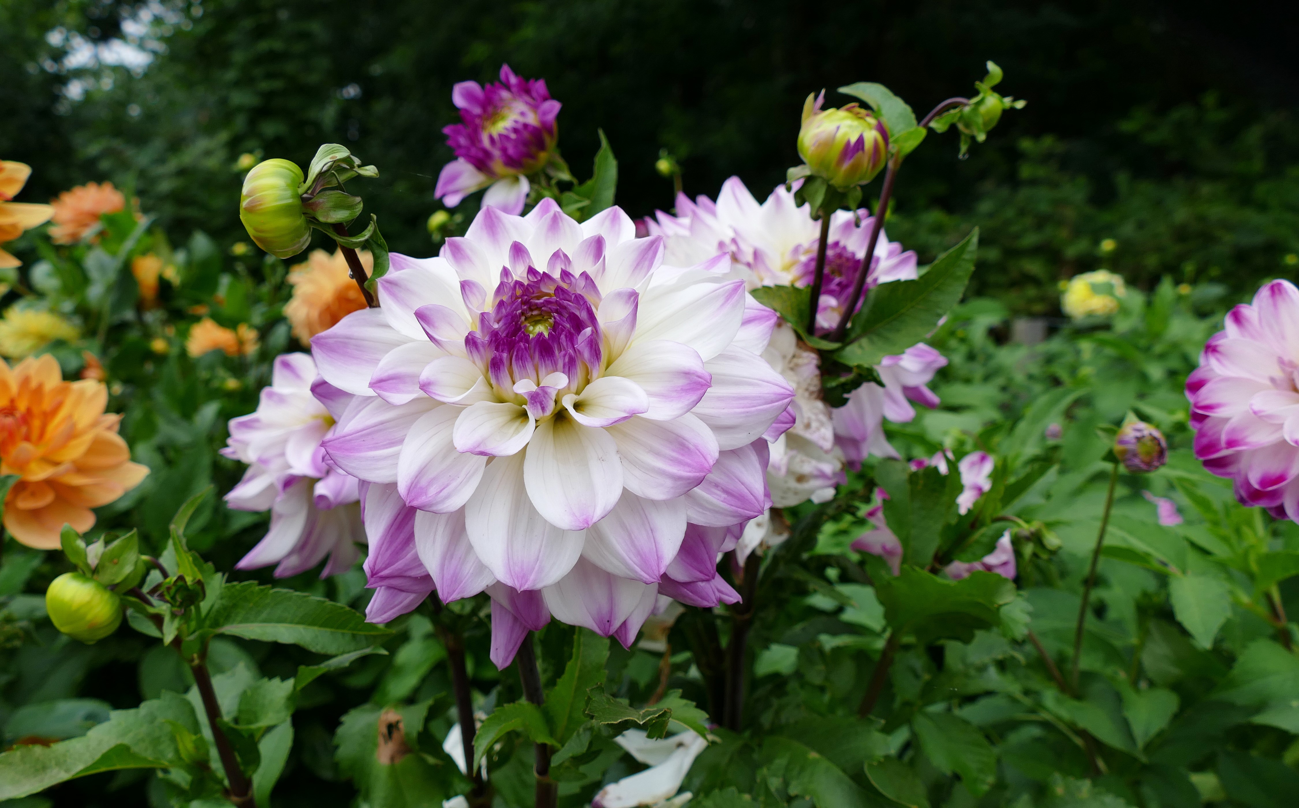 Dahlias and Flower Buds in a Garden HD Wallpaper