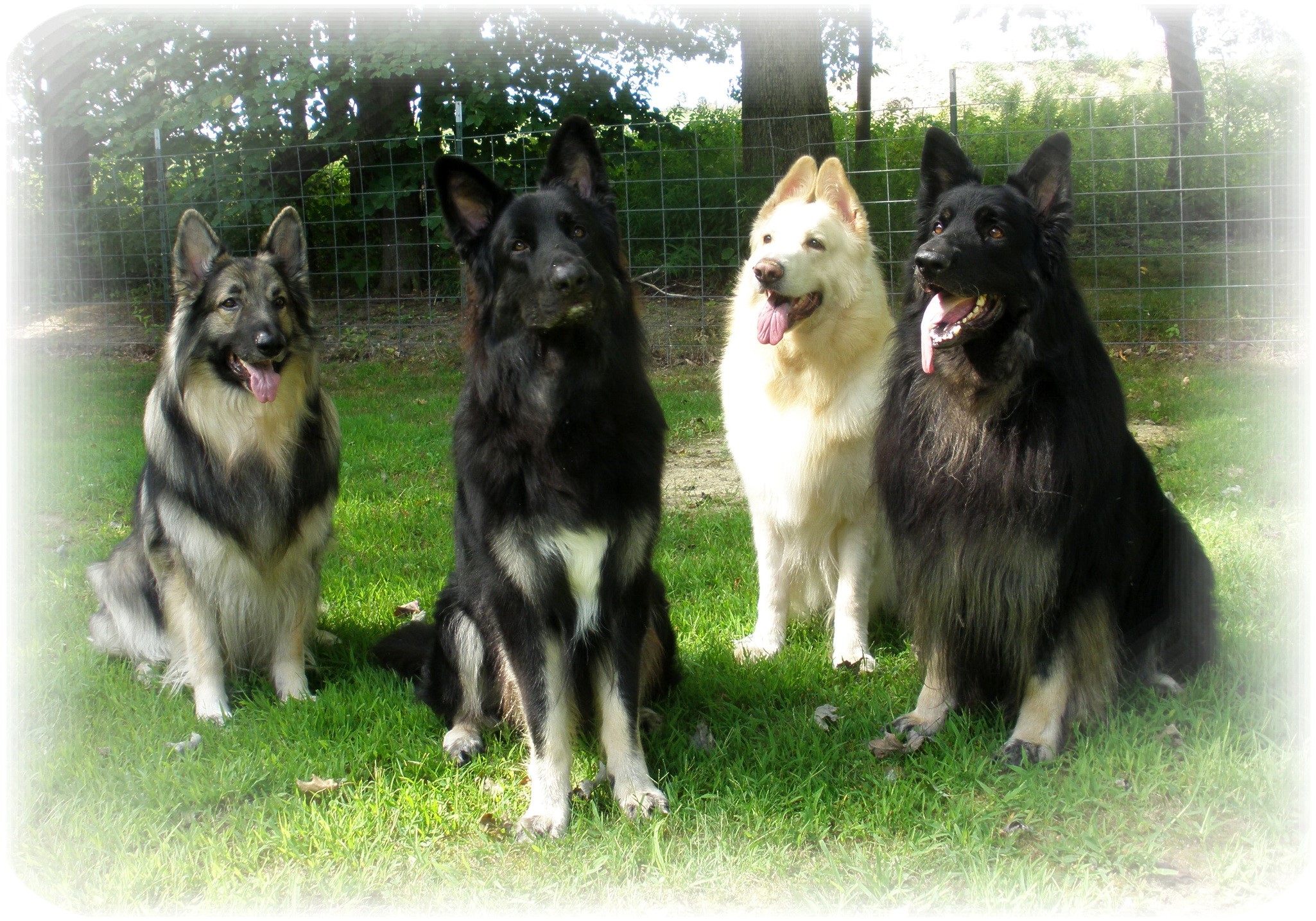 Four German Shepherd dogs sitting on grass HD Wallpaper