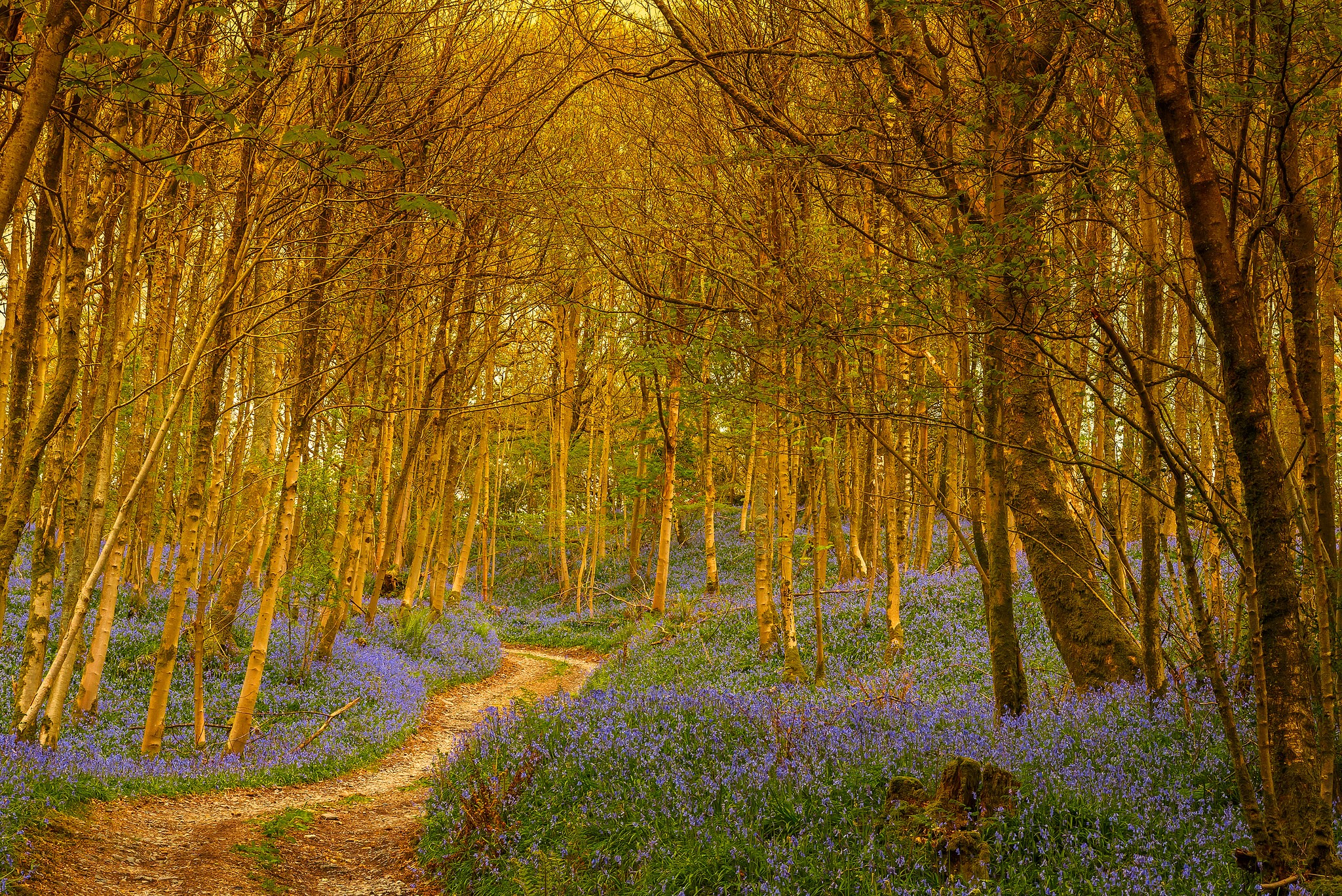 A winding path through a sunlit forest with bluebells HD Wallpaper