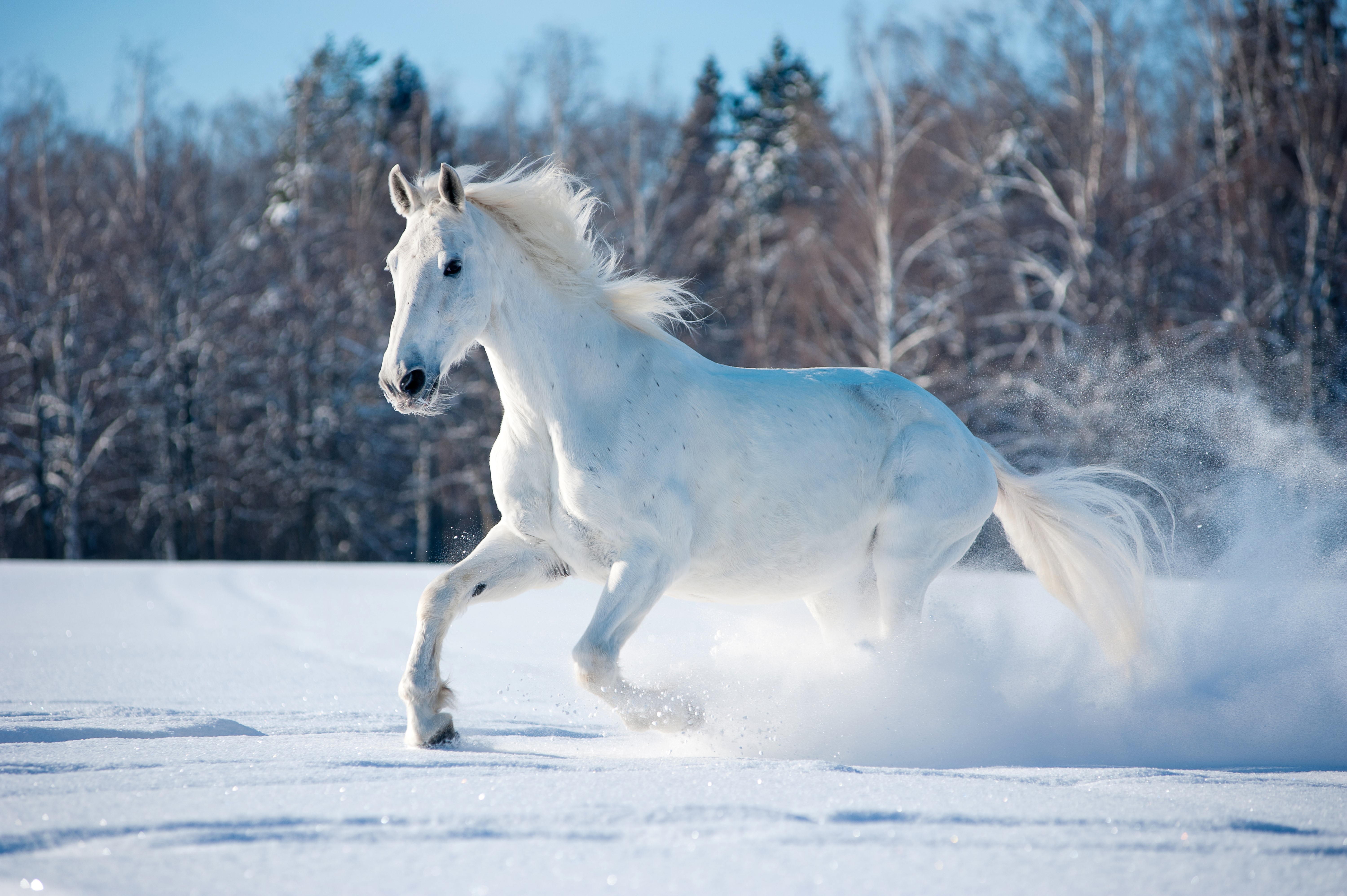 White horse running in the snow HD Wallpaper