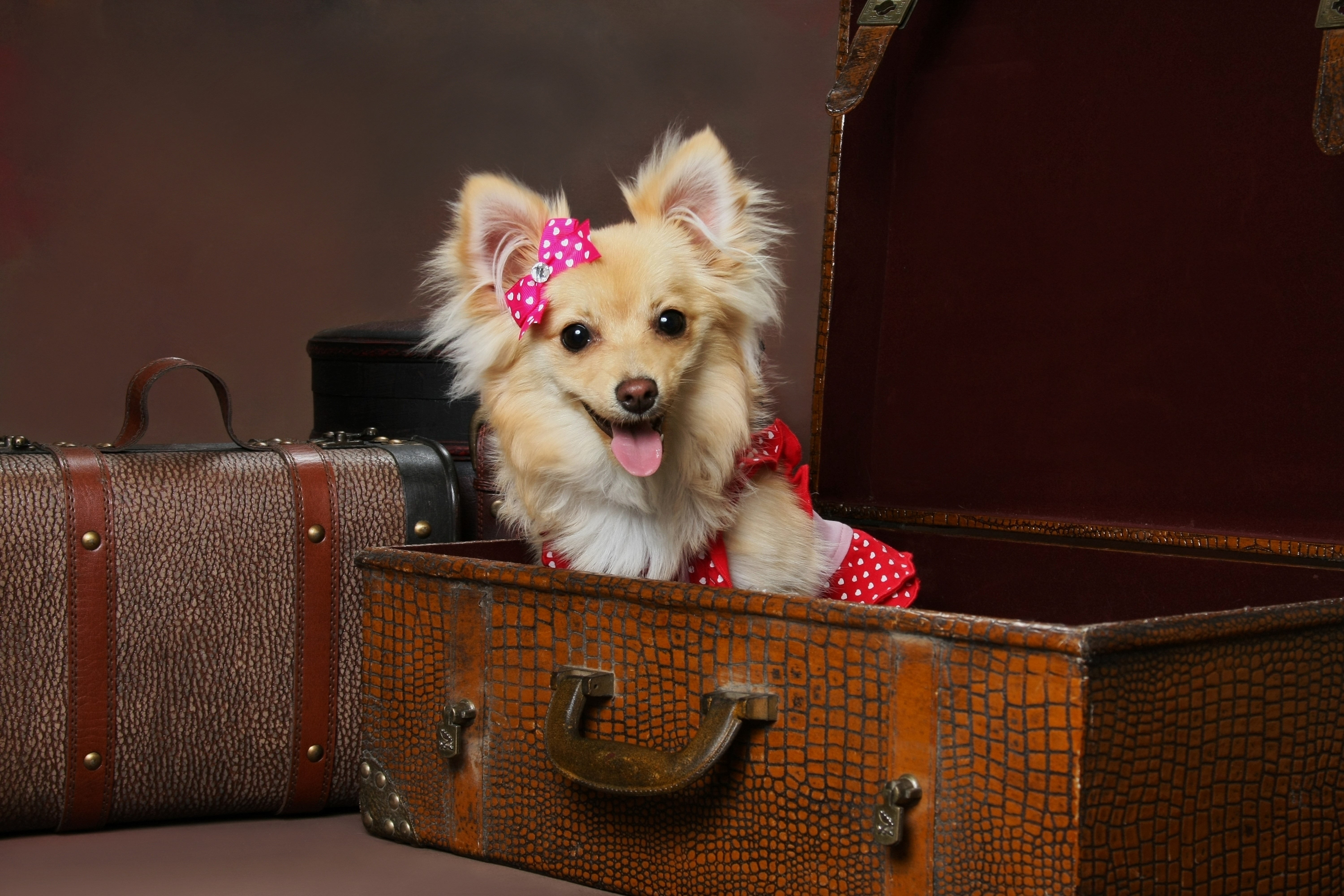 Russkiy Toy dog in a suitcase with a bow HD Wallpaper