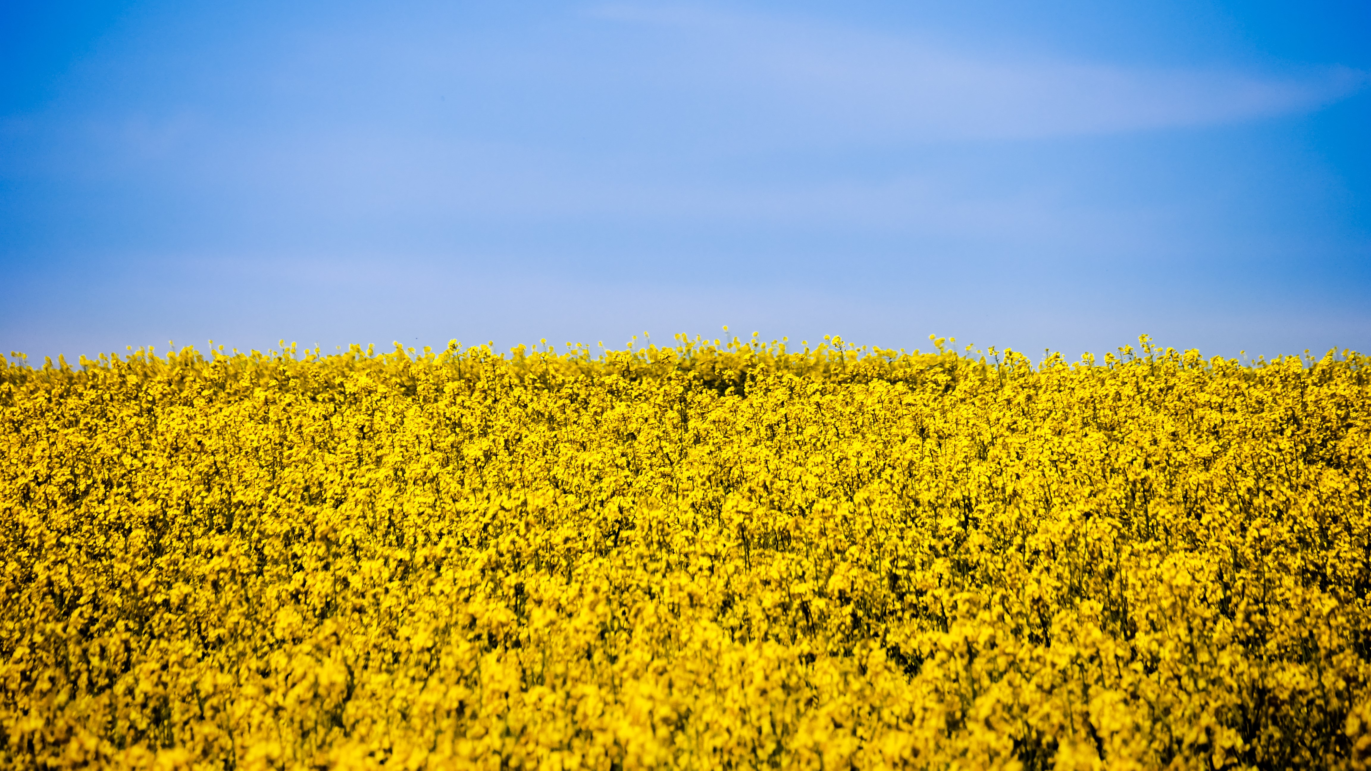 Field of yellow flowers under a blue sky HD Wallpaper