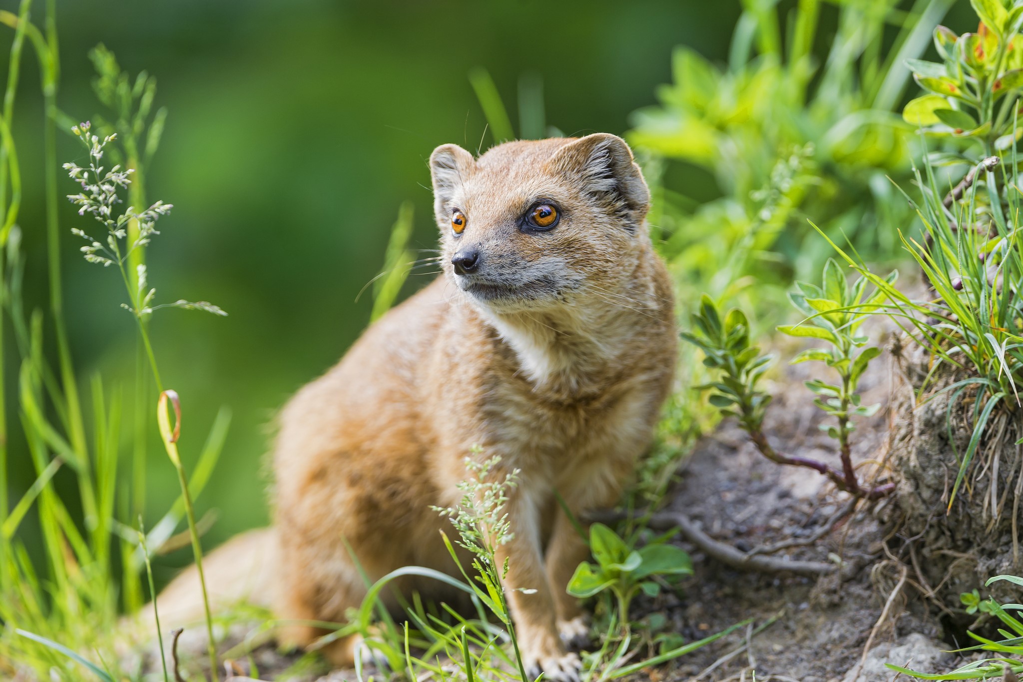 Yellow Mongoose in Grass HD Wallpaper