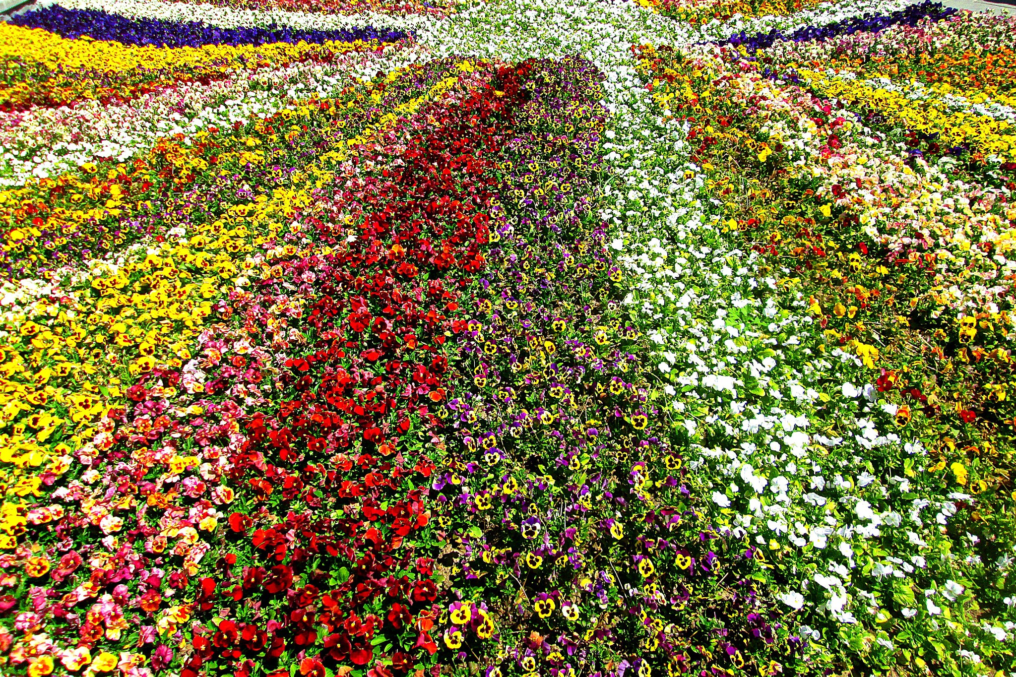 A field of colorful pansies in rows HD Wallpaper