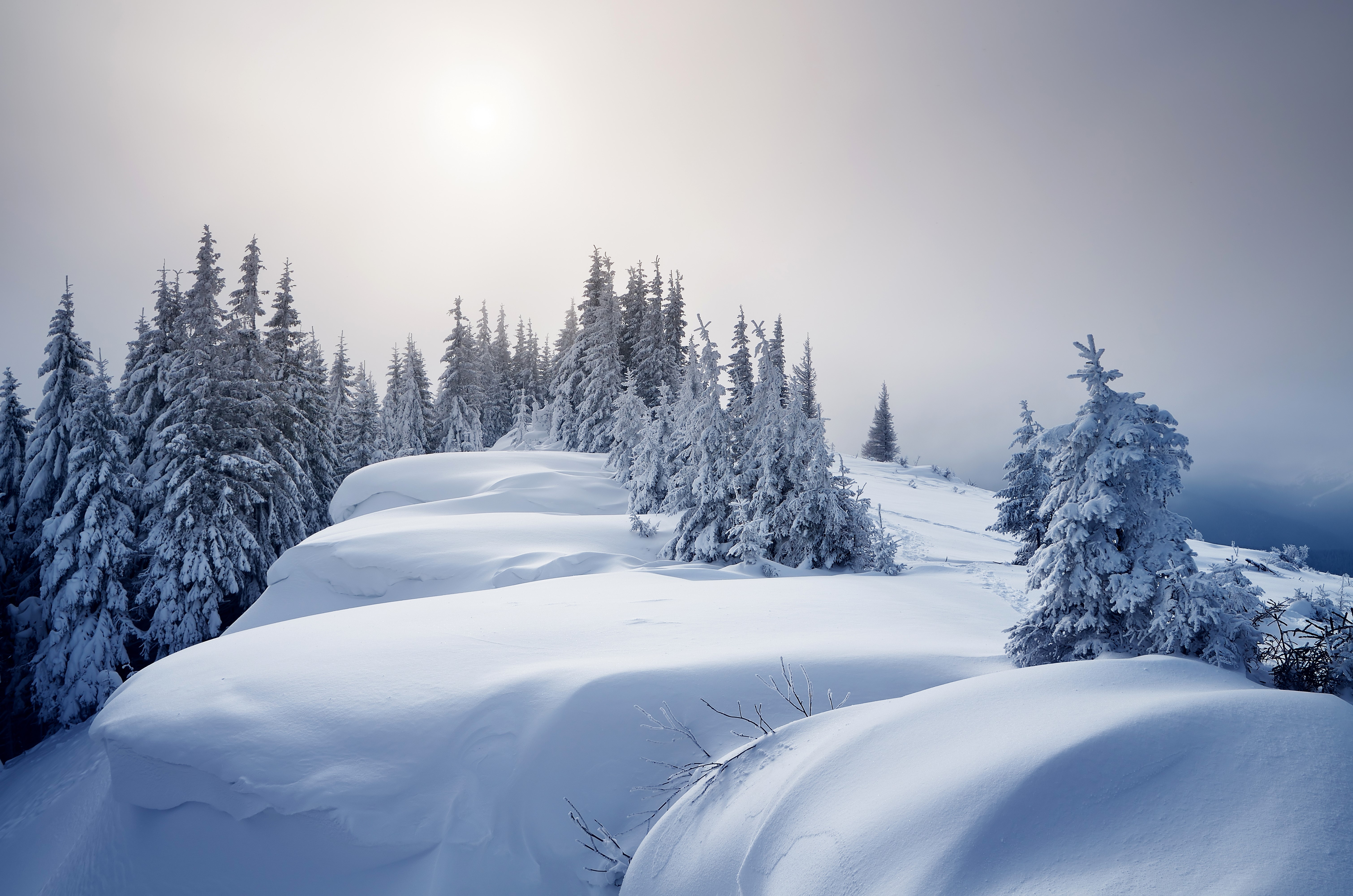 Snow-covered spruce trees on a rocky ridge HD Wallpaper