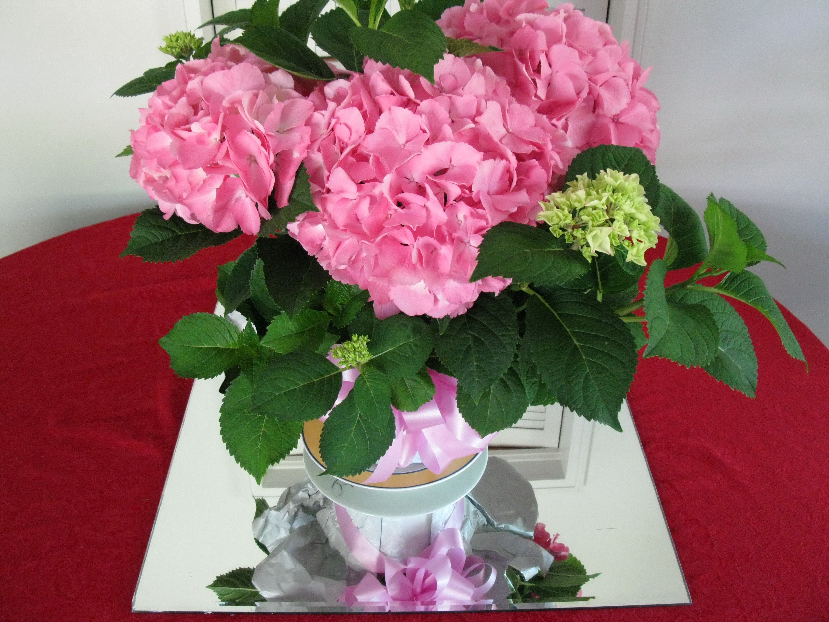 Pink Hydrangeas in a Pot with Pink Ribbon HD Wallpaper