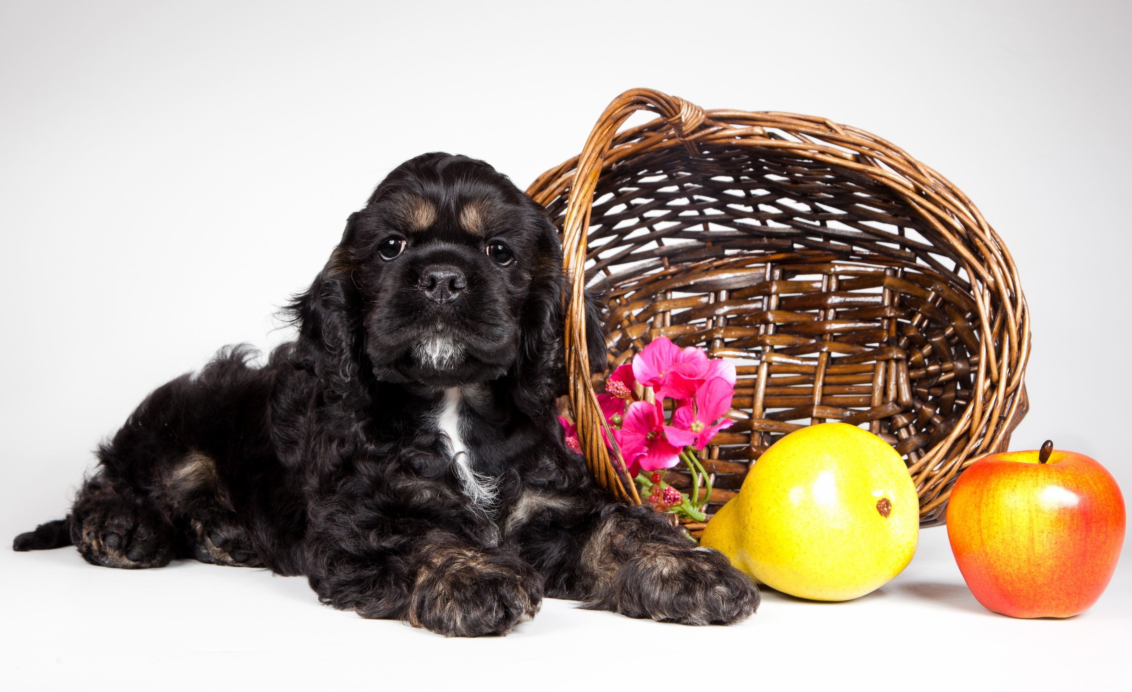 Black Cocker Spaniel puppy with wicker basket and fruit HD Wallpaper