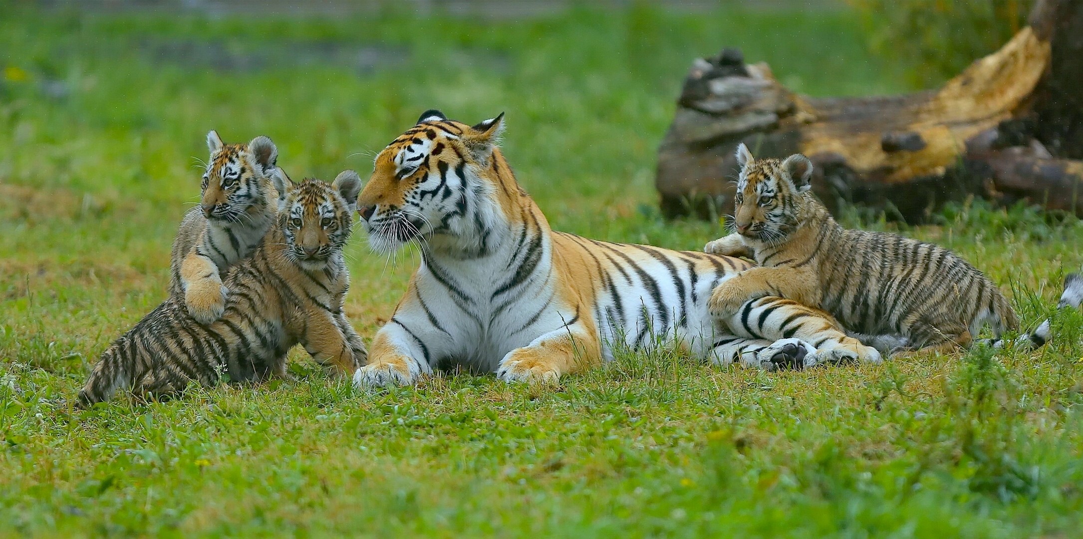 Mother Tiger with Three Cubs on Grass HD Wallpaper