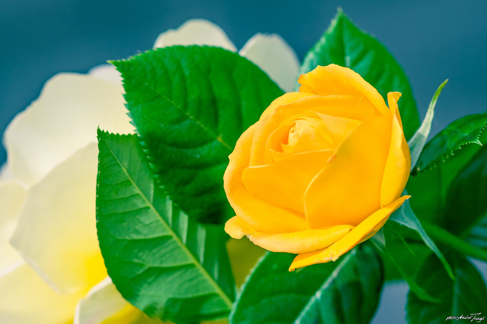 Yellow rose with white rose and green leaves HD Wallpaper